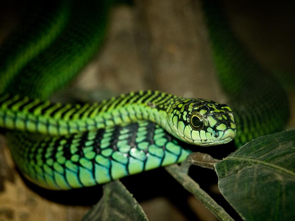 What It Feels Like To Die of a Boomslang Bite
