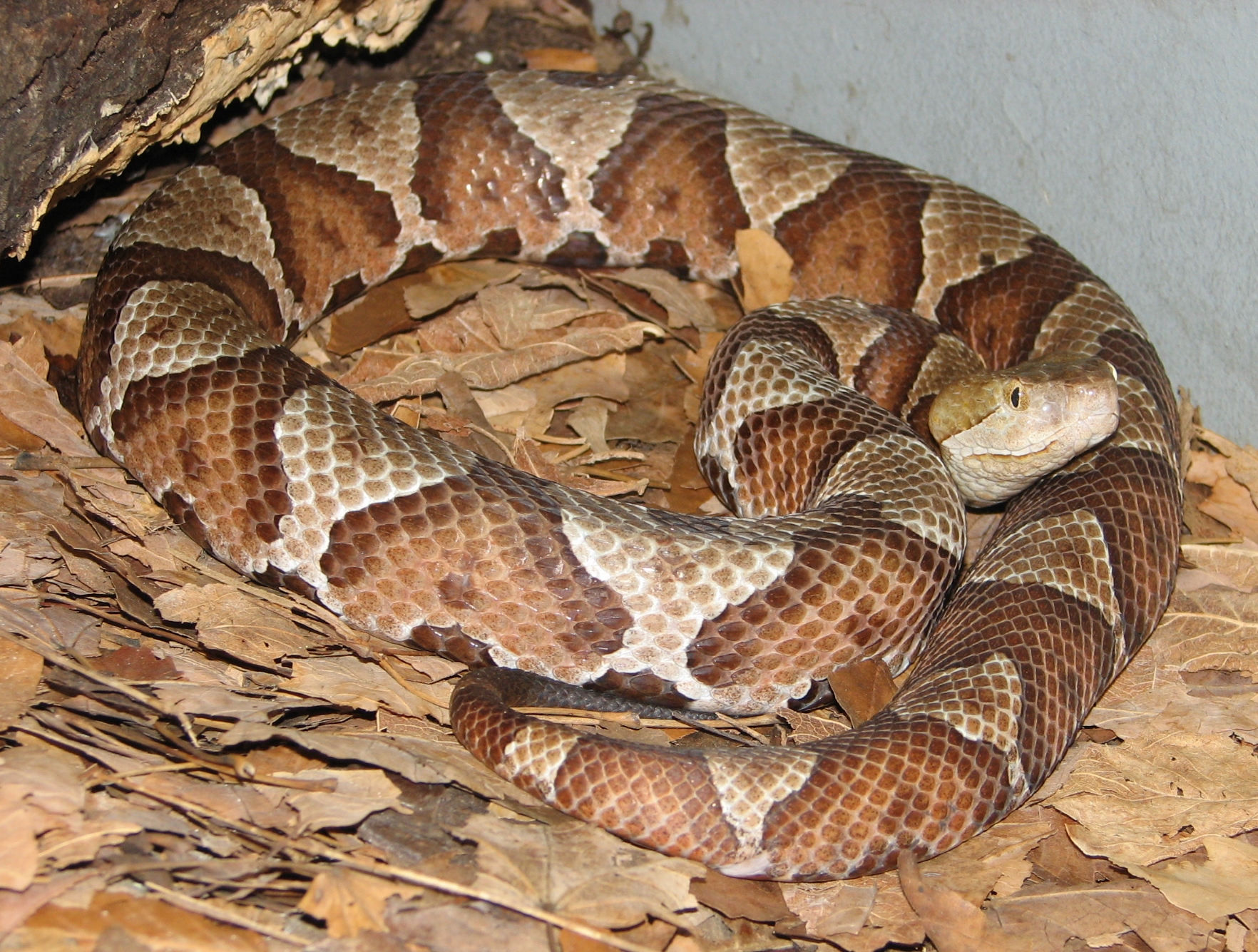 Kentucky's Venomous Snakes. Snakes and Spiders
