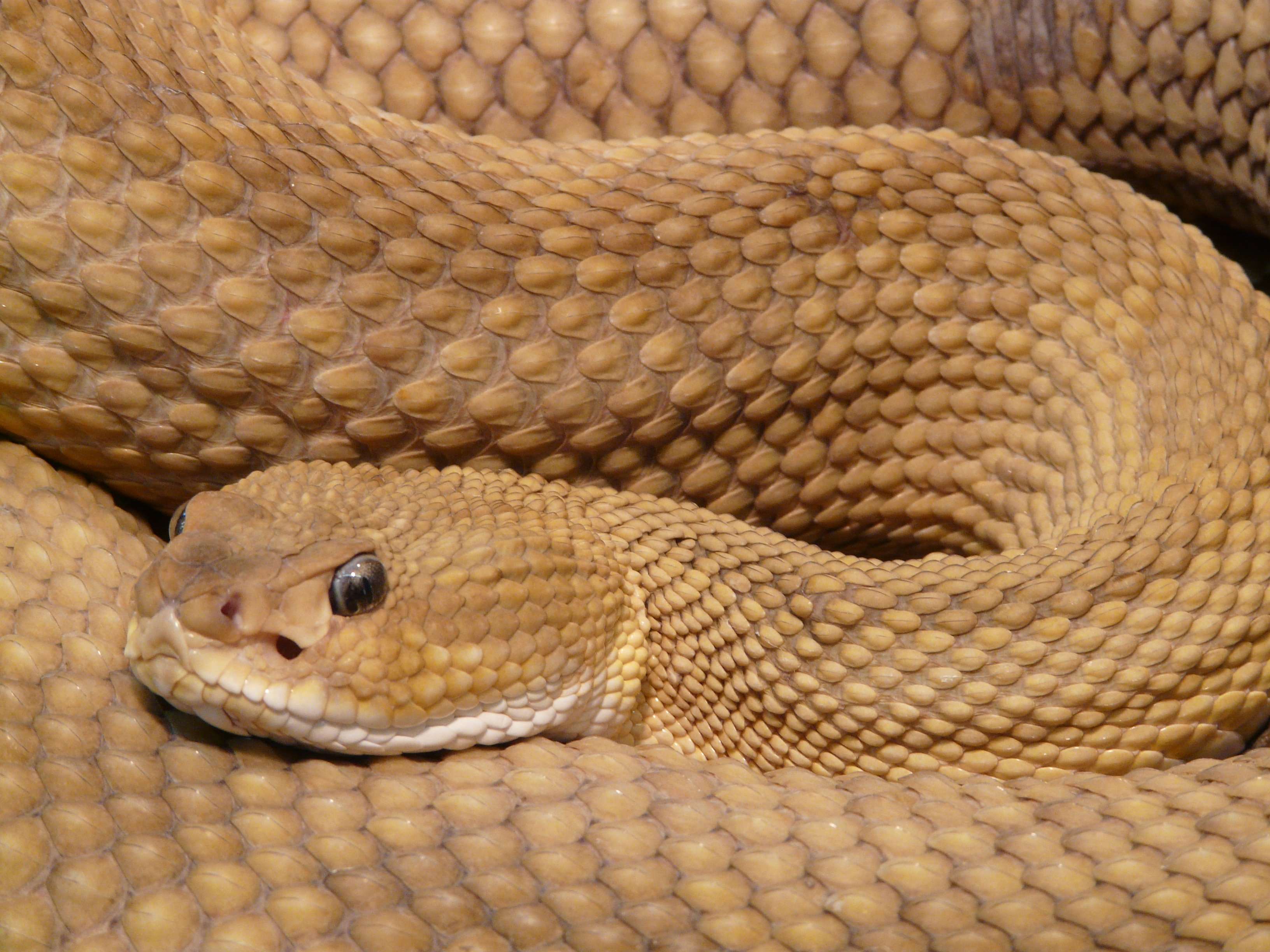 animal, basilisk rattlesnake, close up, creepy, macro