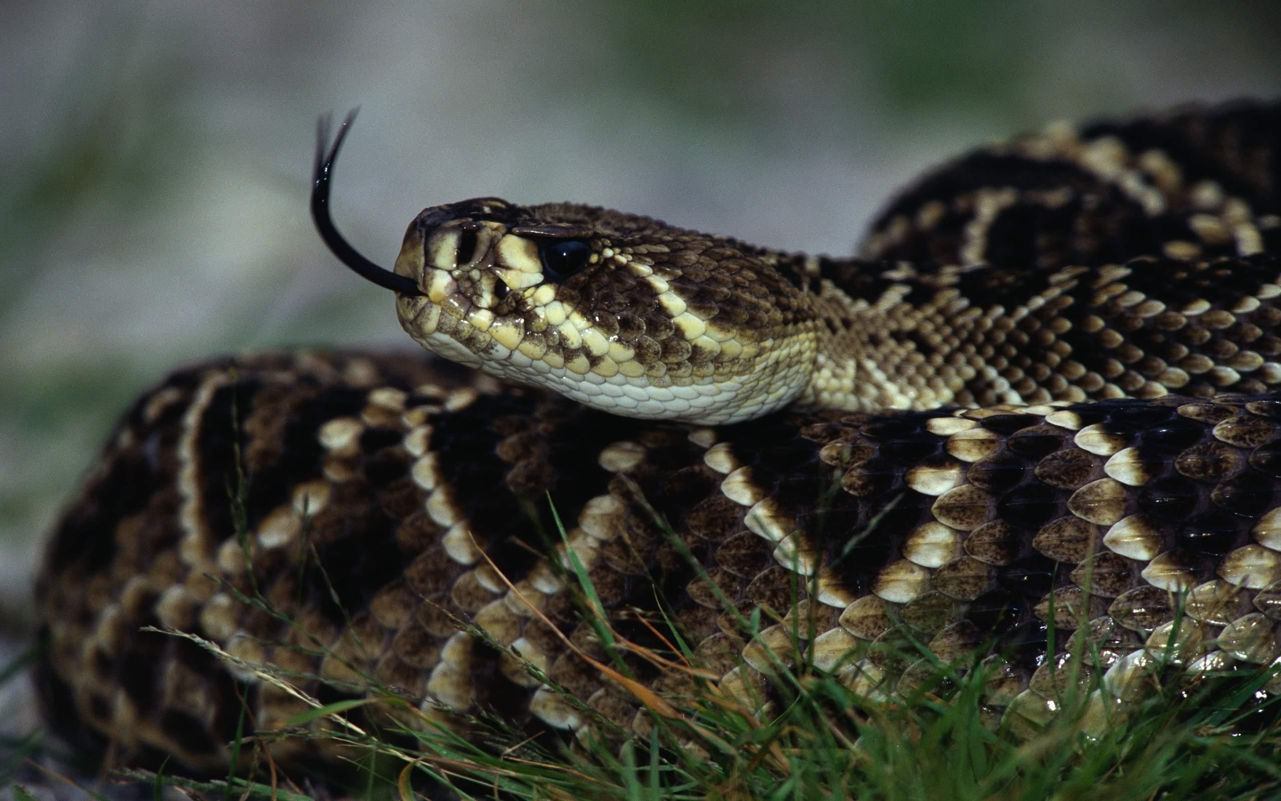 Download wallpaper rattlesnake, venomous snake, dangerous snakes