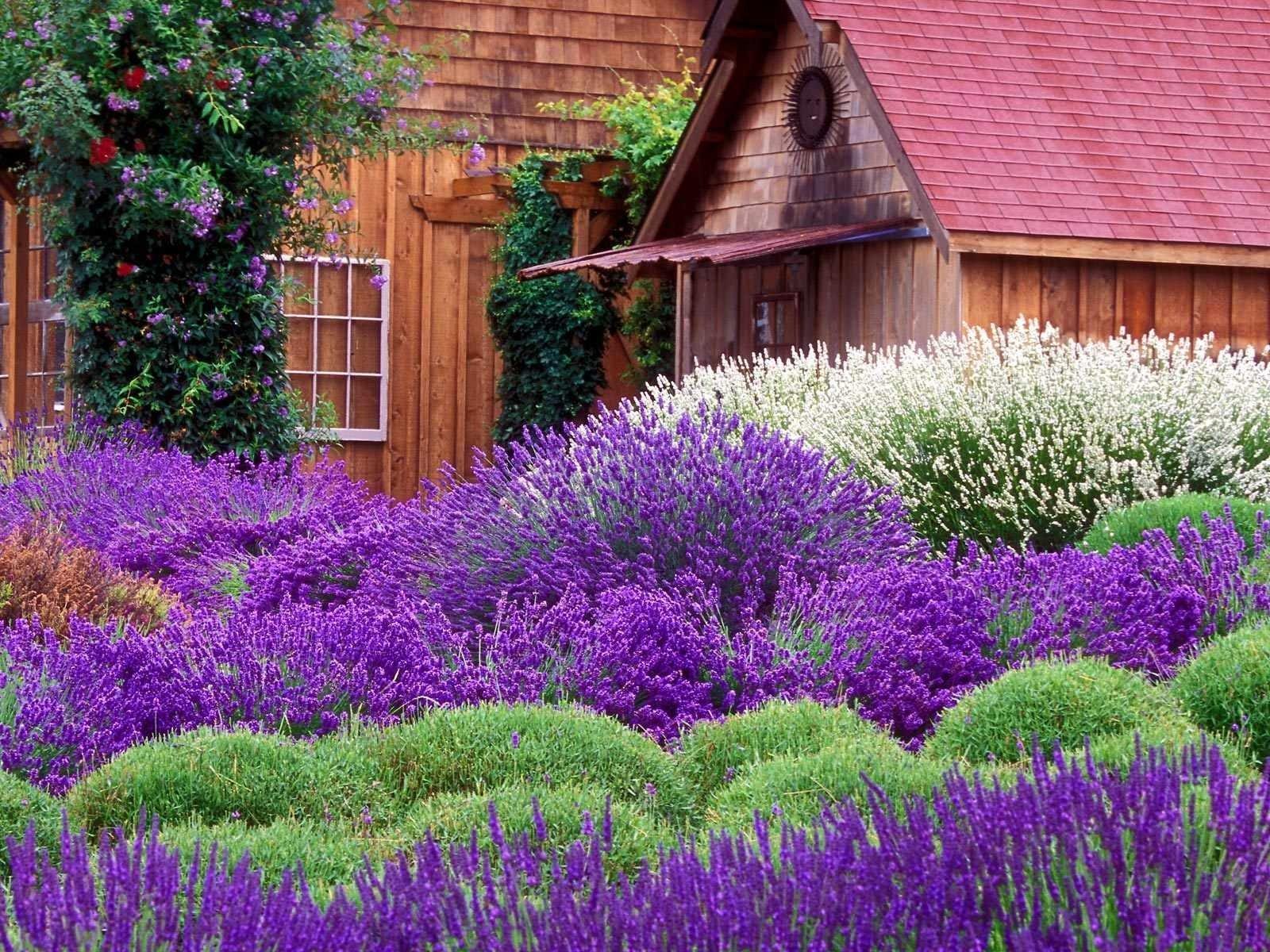 Lavender Cottage Wallpaper and Background Imagex1200