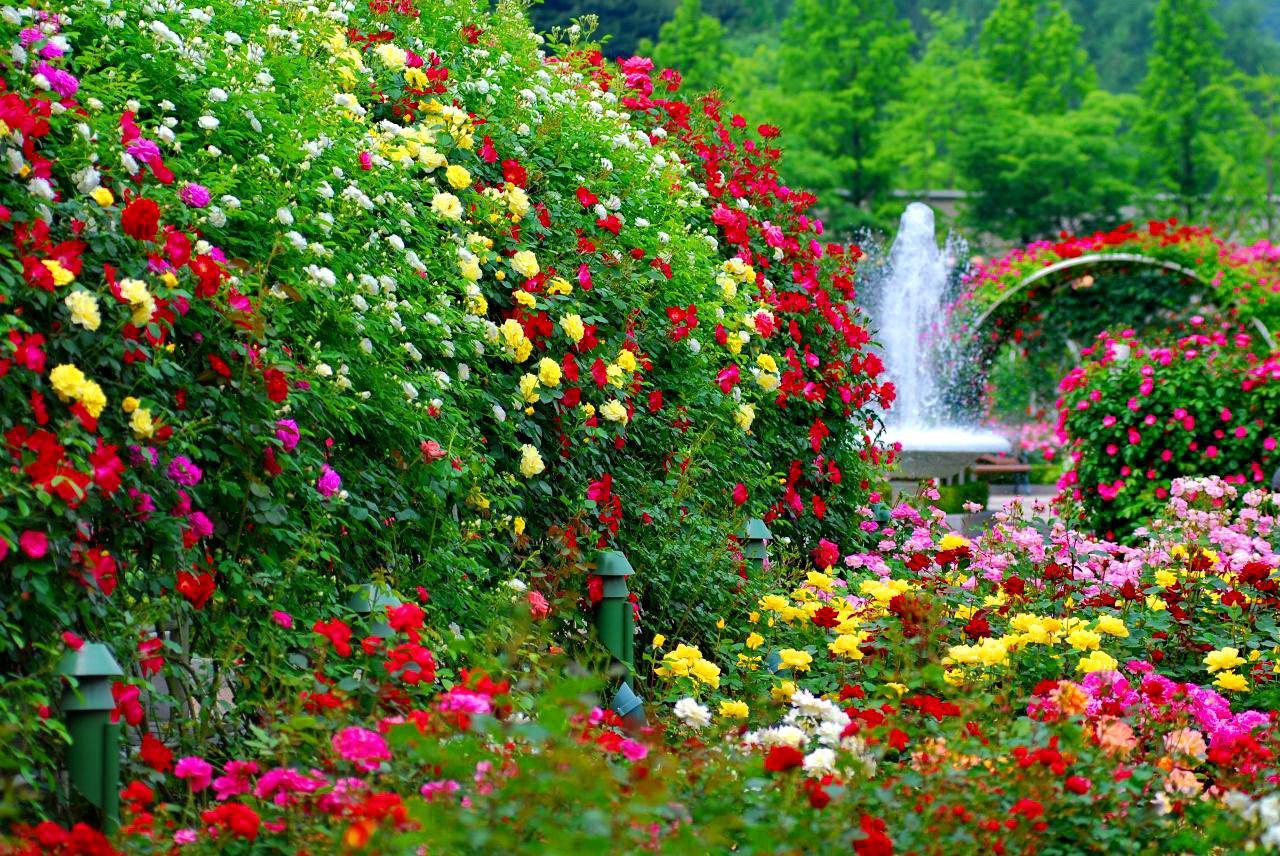 Flower Garden Wallpaper 1080p IJ8G4