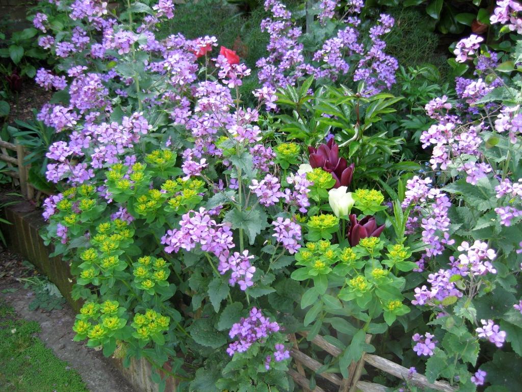Cottage Garden Flowers. The Enduring Gardener