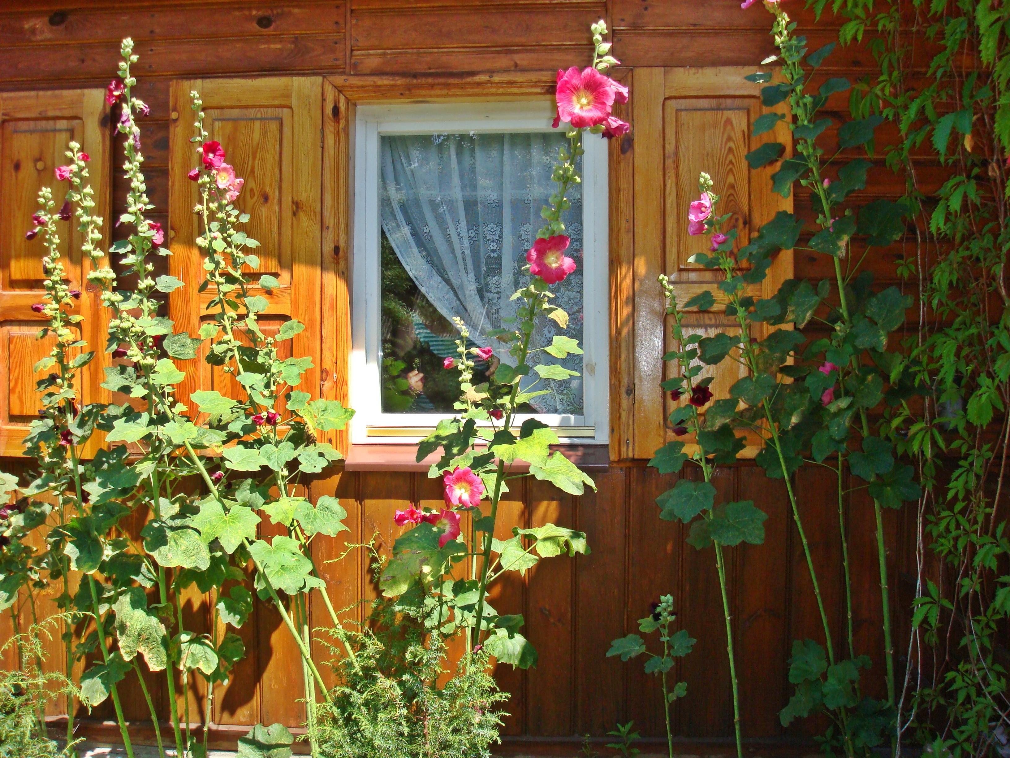 Flowers: Polish Poland Garden Cottage Window Mallows Desktop Flower