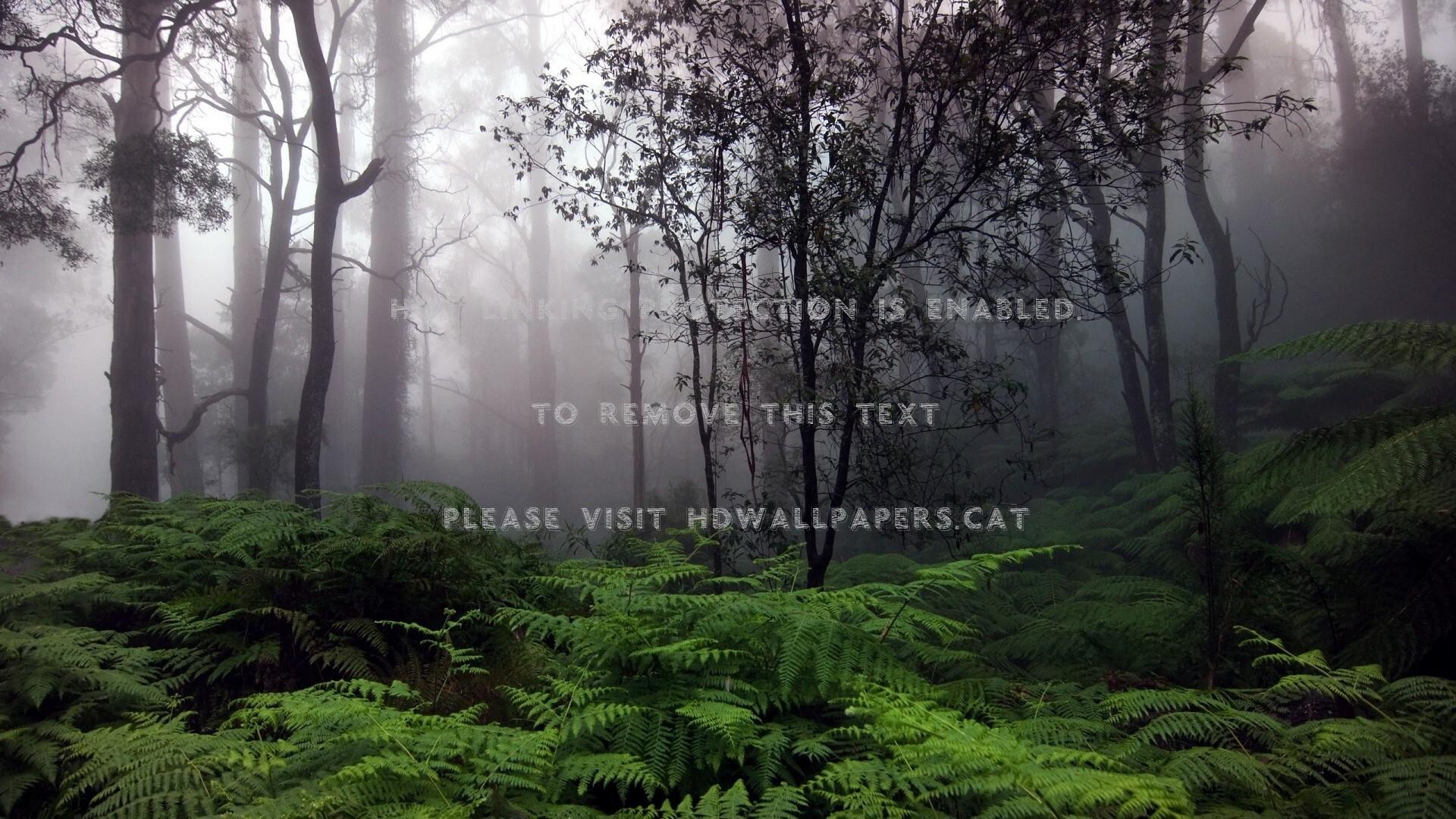 rainforest fog trees ferns nature