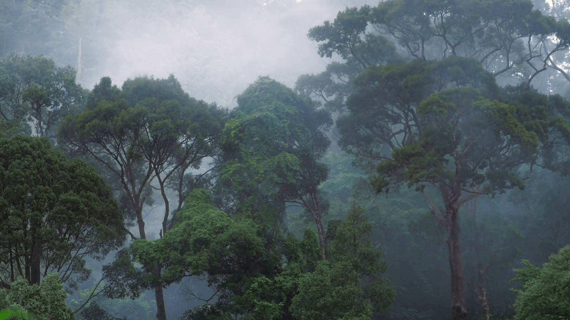 High humidity in jungle rainforest. Timelapse of miving clouds