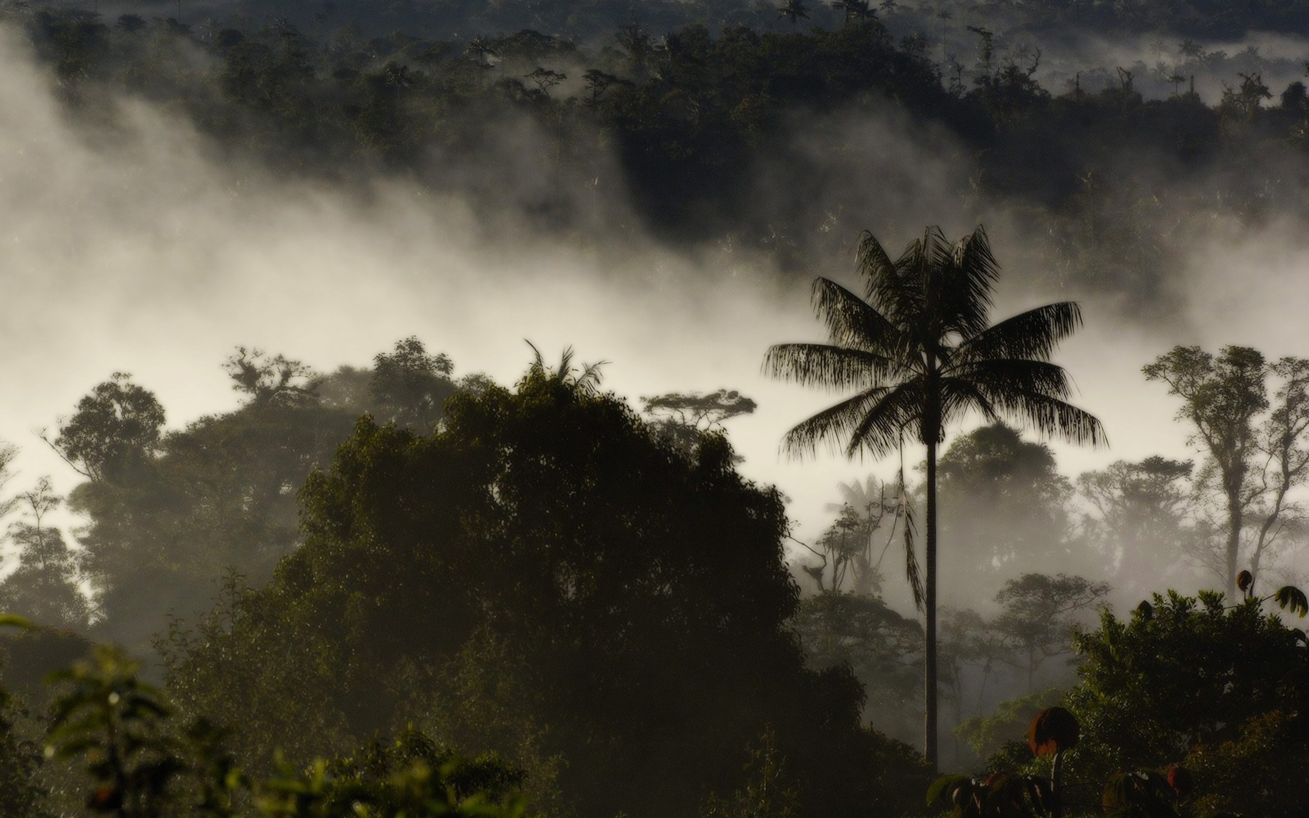 Fog in the rainforest wallpaper and image, picture