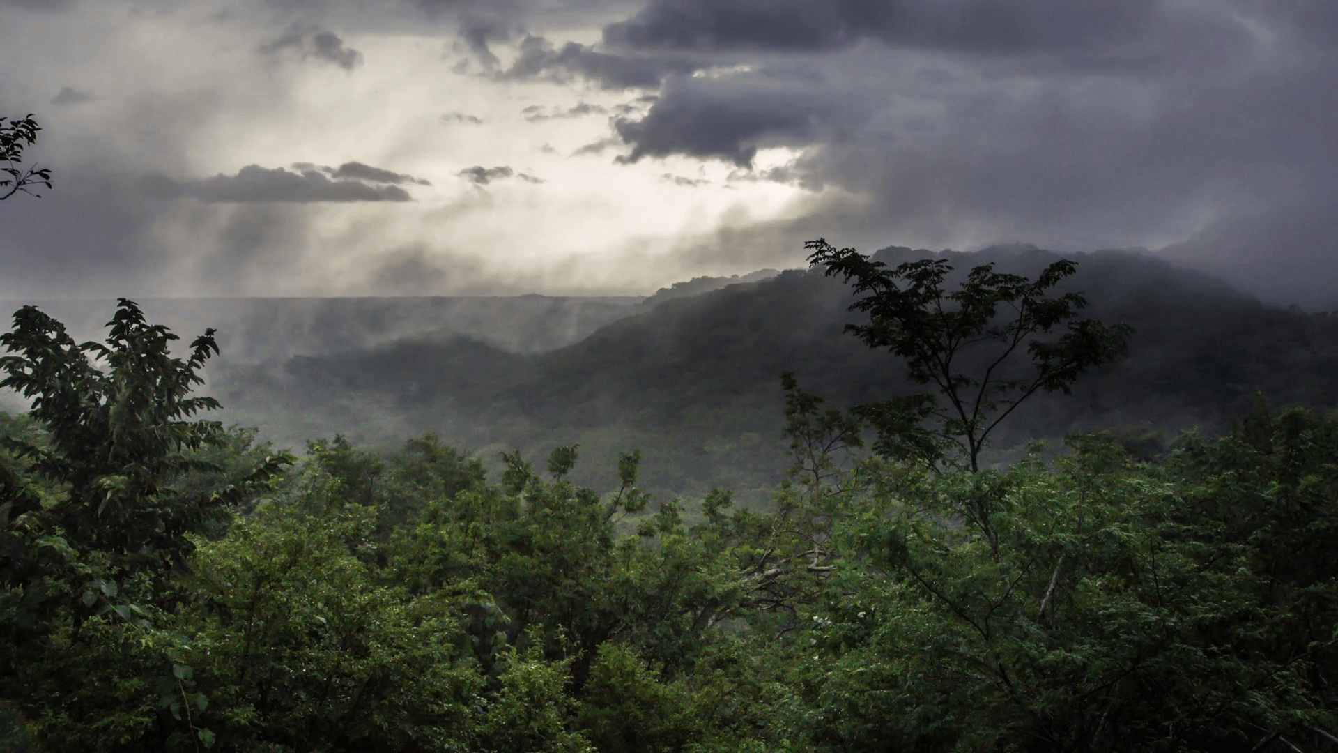Wide shot on tropic rainforest jungle, mist, fog, rain, clouds move