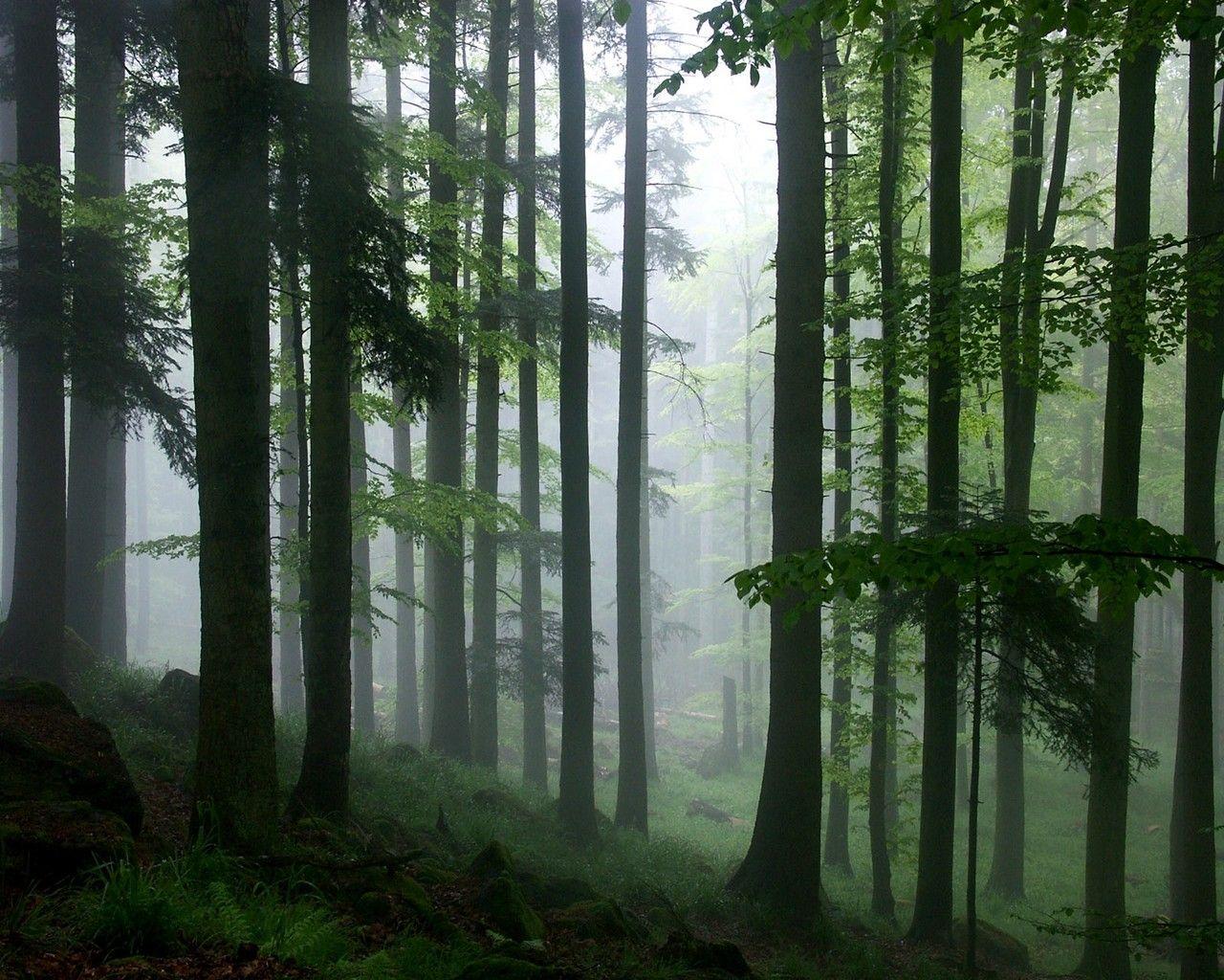 Download Foggy Rain Forest HD Jungle Wallpaper [1280x1024]