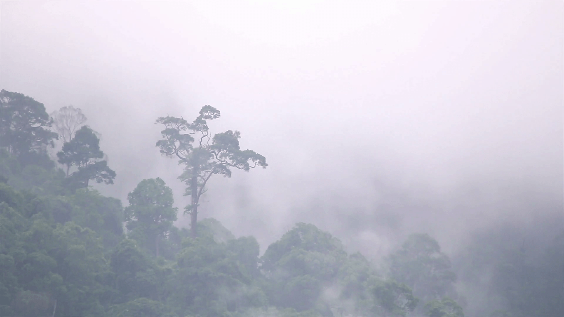 Morning fog in dense tropical rainforest, Misty mountain forest fog