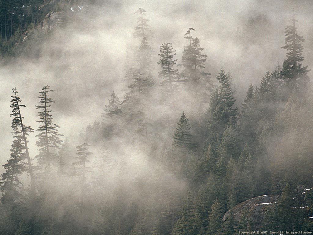 Pacific Northwest Fog Wallpaper Free Pacific Northwest Fog