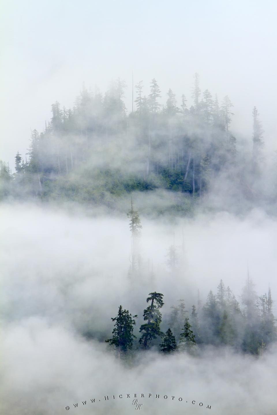 Free wallpaper background: Fog Mist Great Bear Rainforest British