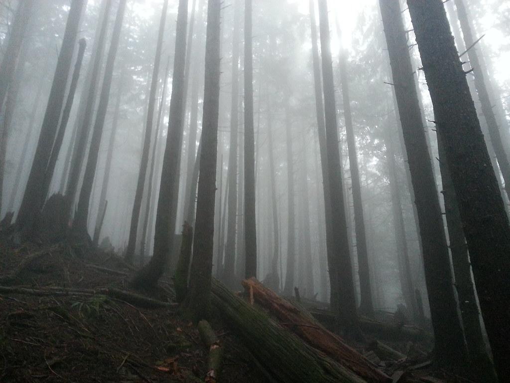 Foggy rainforest. Second growth, fog, and steep terrain. Th