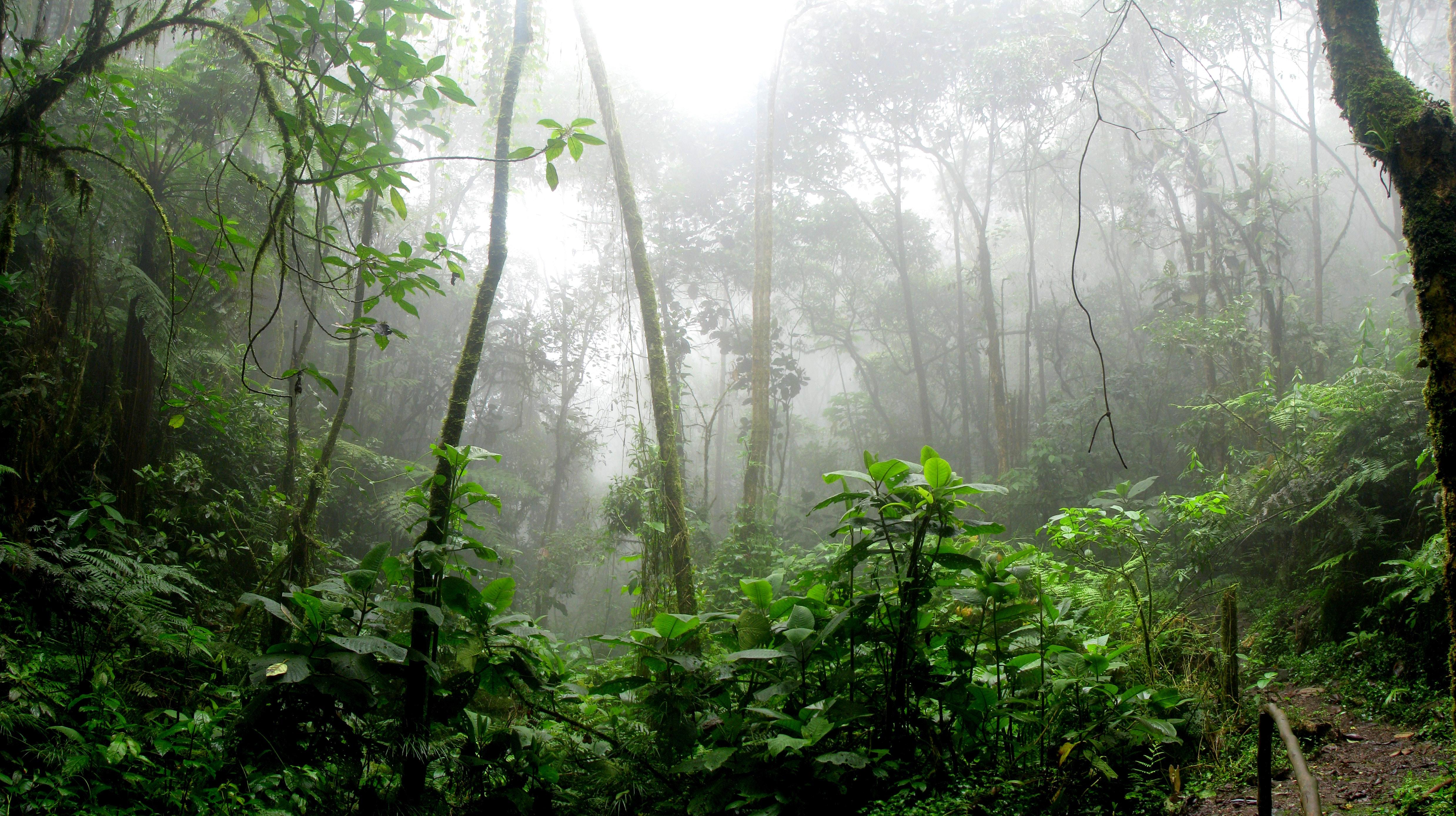 Rainforest during Foggy Day · Free