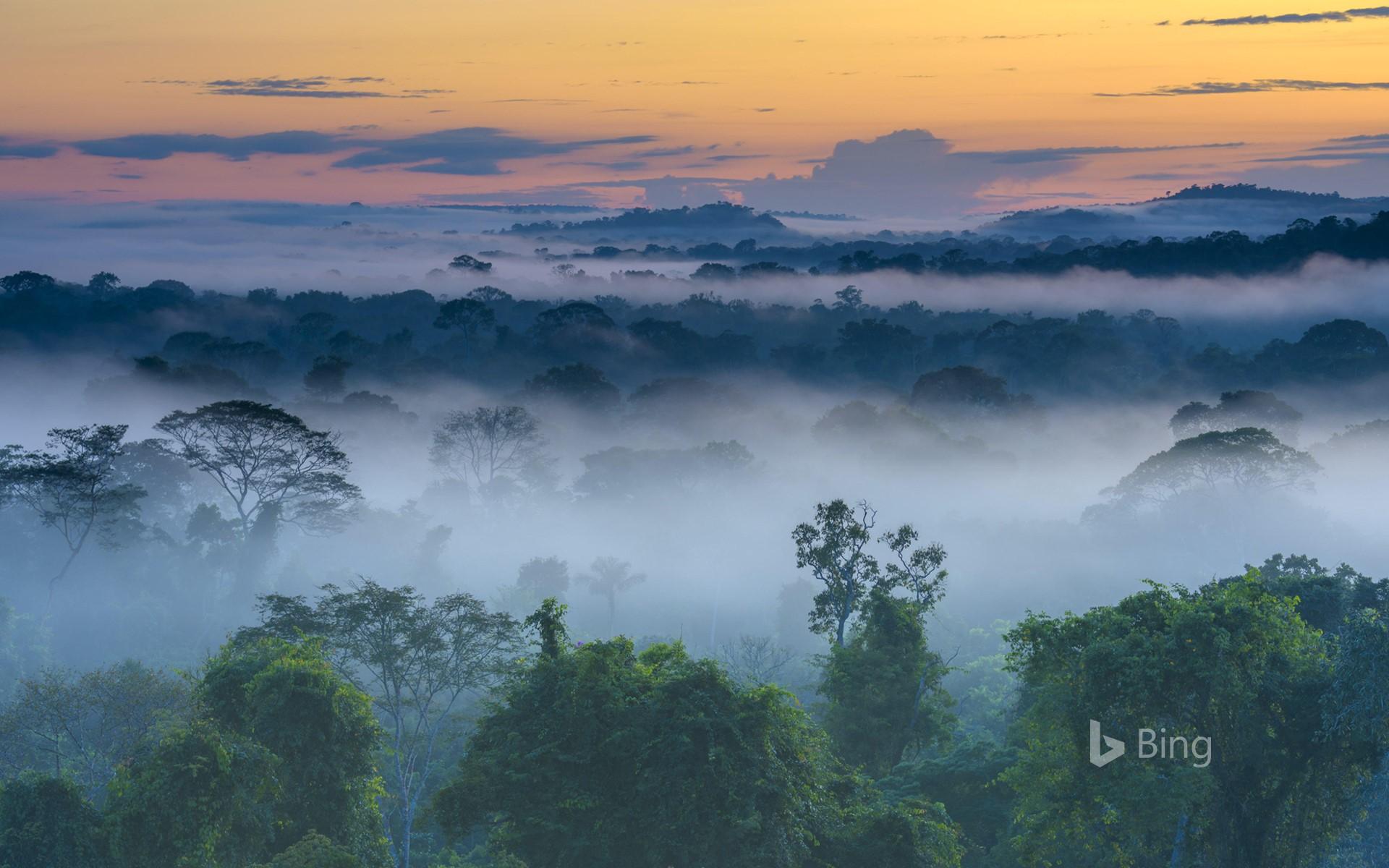 Amazon Rainforest, Brazil (© Pulsar Image Alamy )