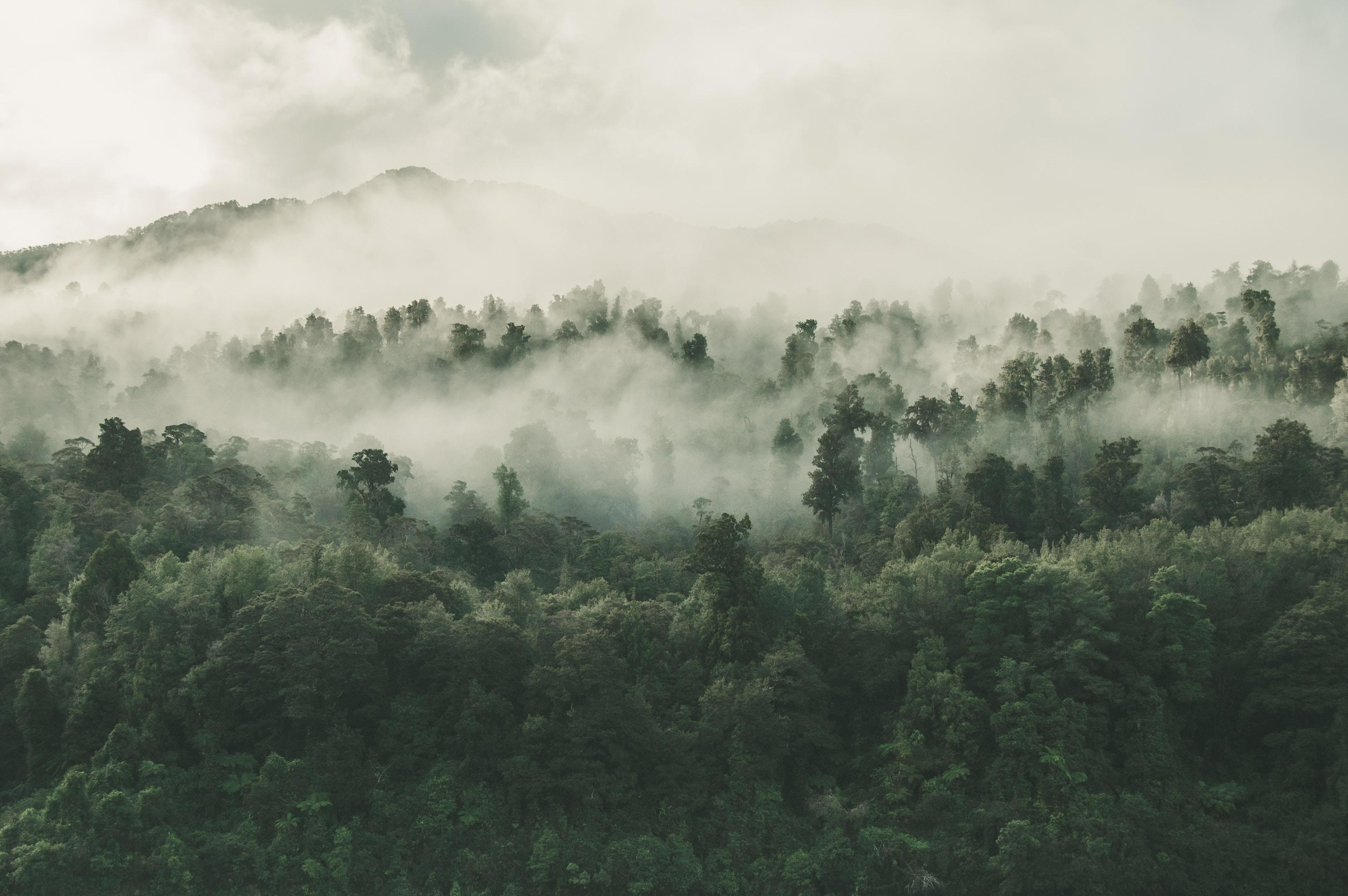 rainforest background HD (2019)