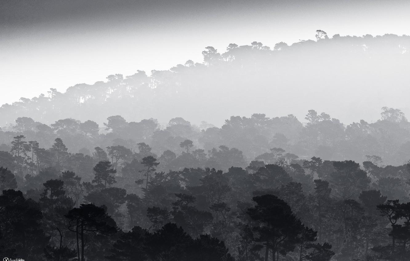 Wallpaper Trees, Fog, Black And White, Mist, B W, Rainforest Image