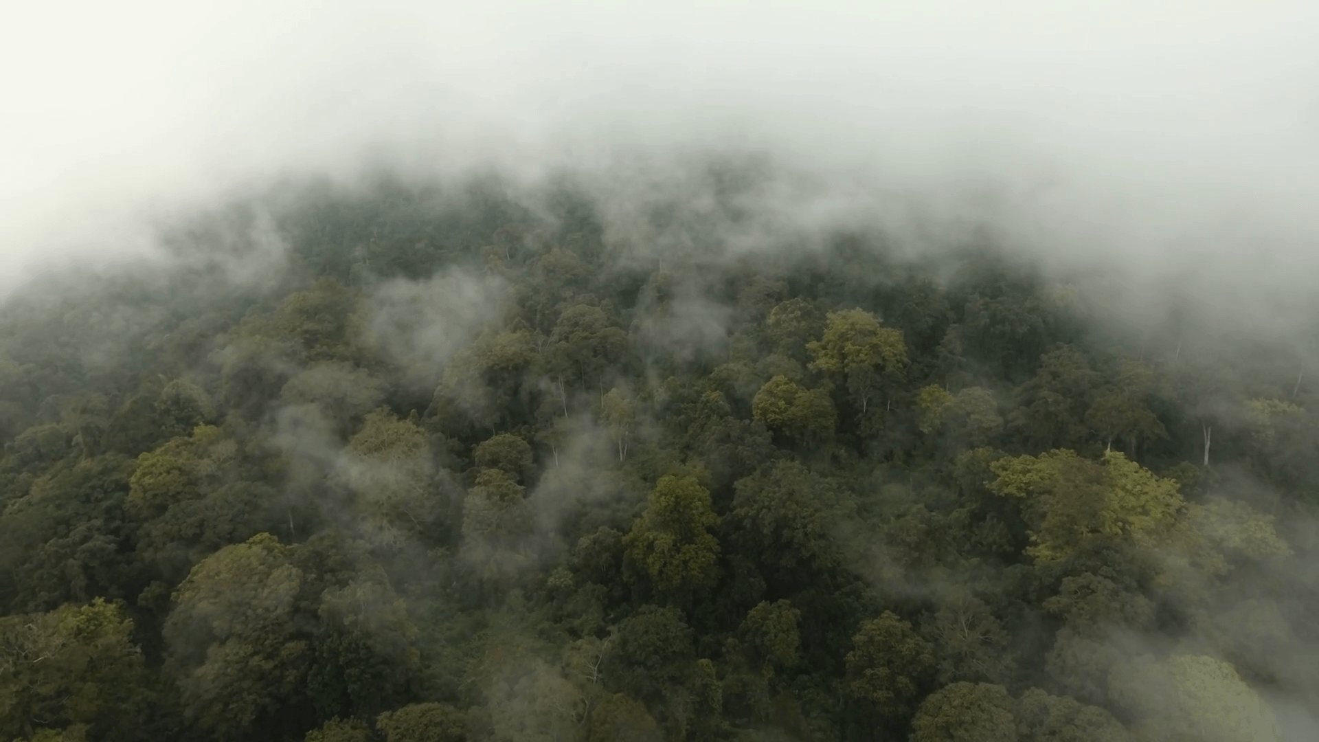Low lying cloud over evergreen forests. Aerial view of over tropical