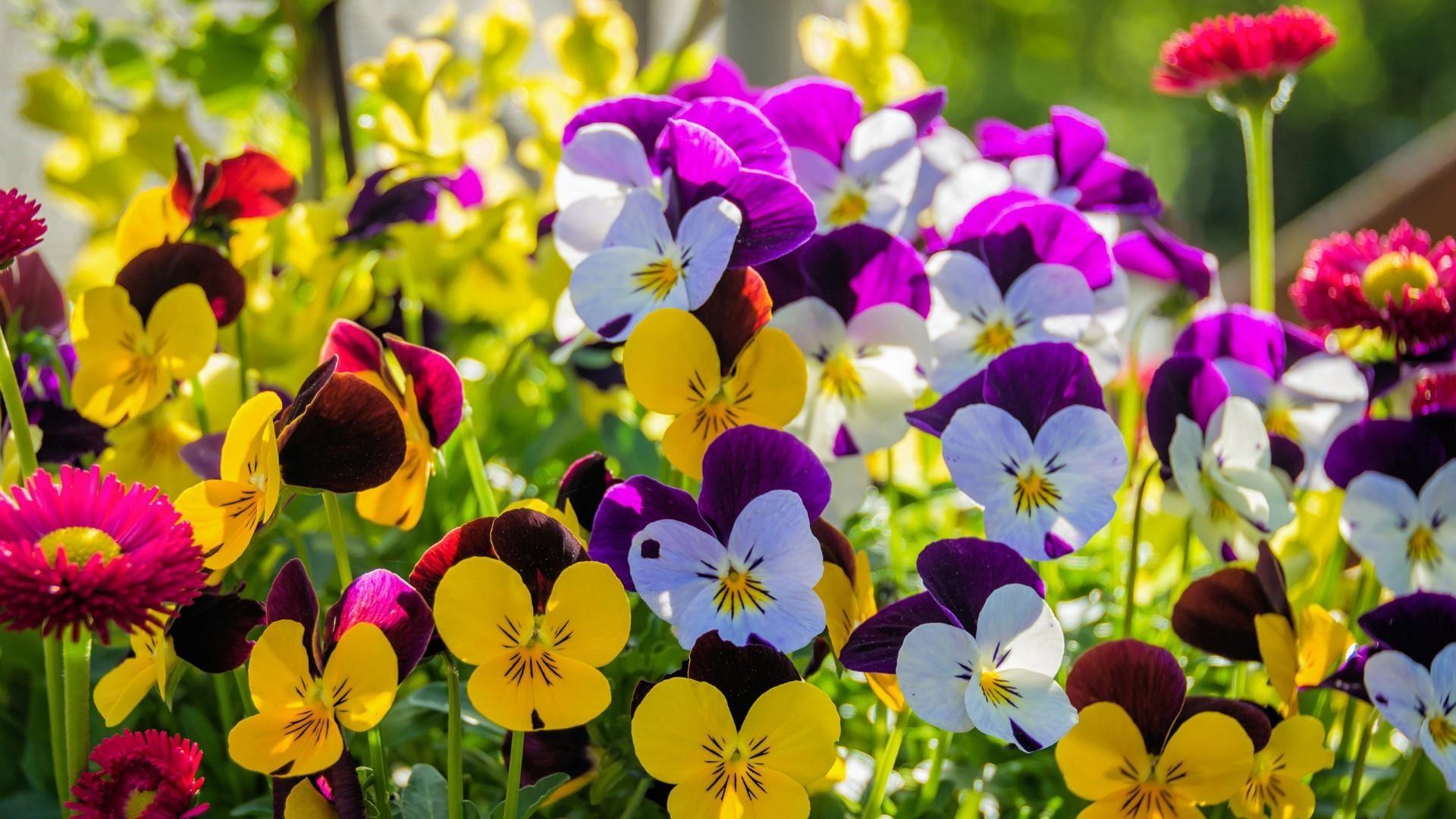 Pansy Flowers Wallpapers - Wallpaper Cave