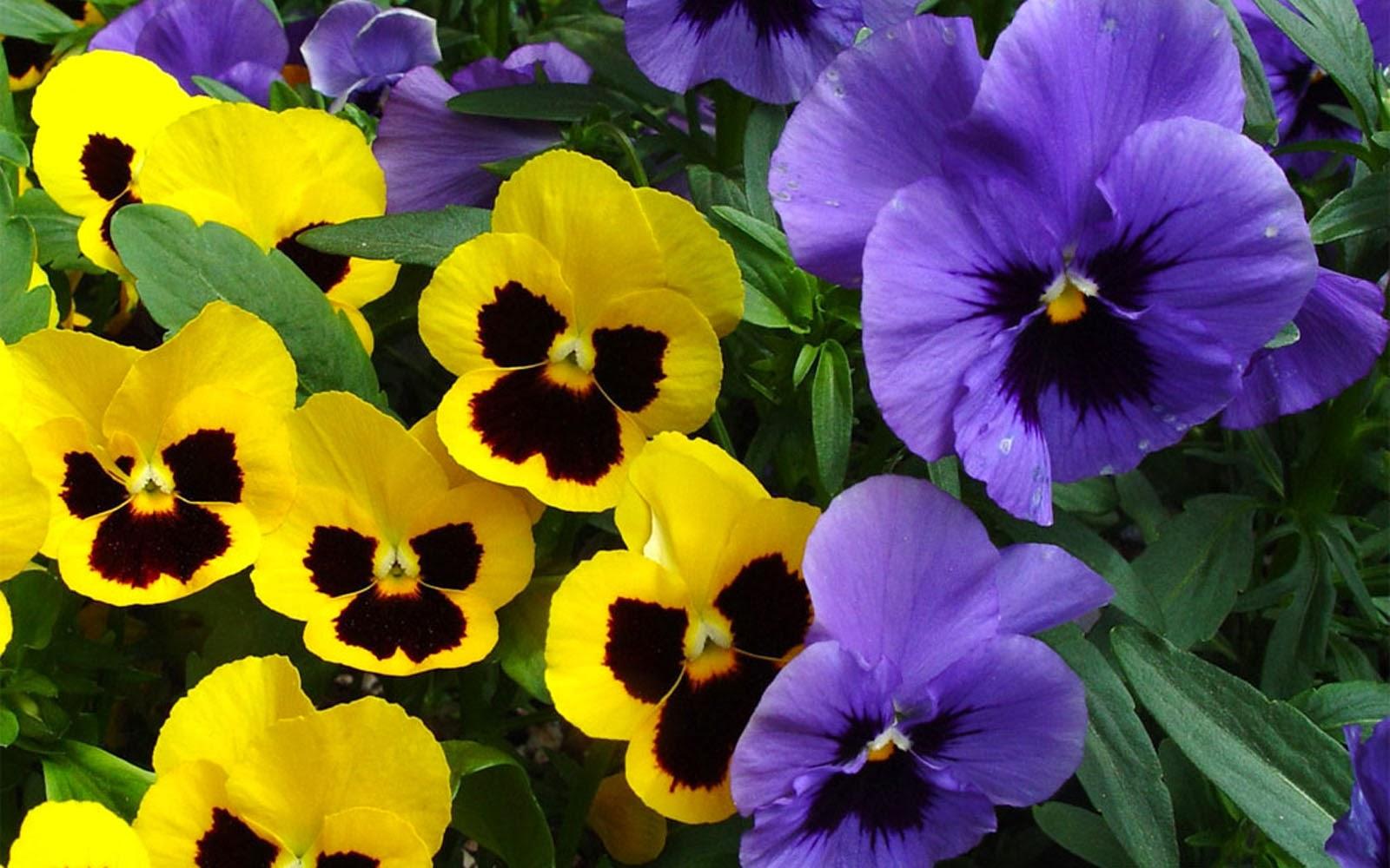 Pansy Flowers Wallpapers - Wallpaper Cave