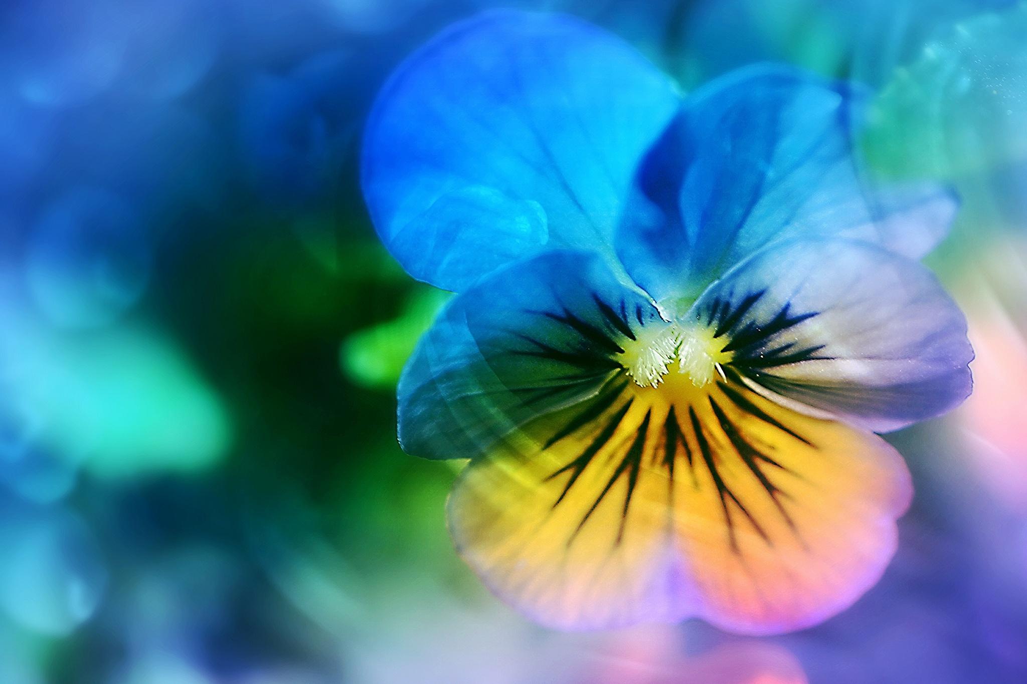 Pansy Flower, HD Flowers, 4k Wallpaper, Image, Background, Photo
