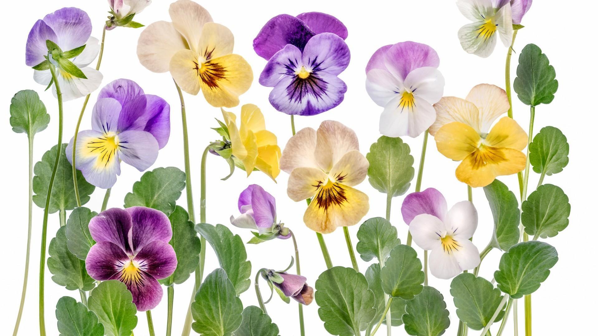 Pansy Wallpaper