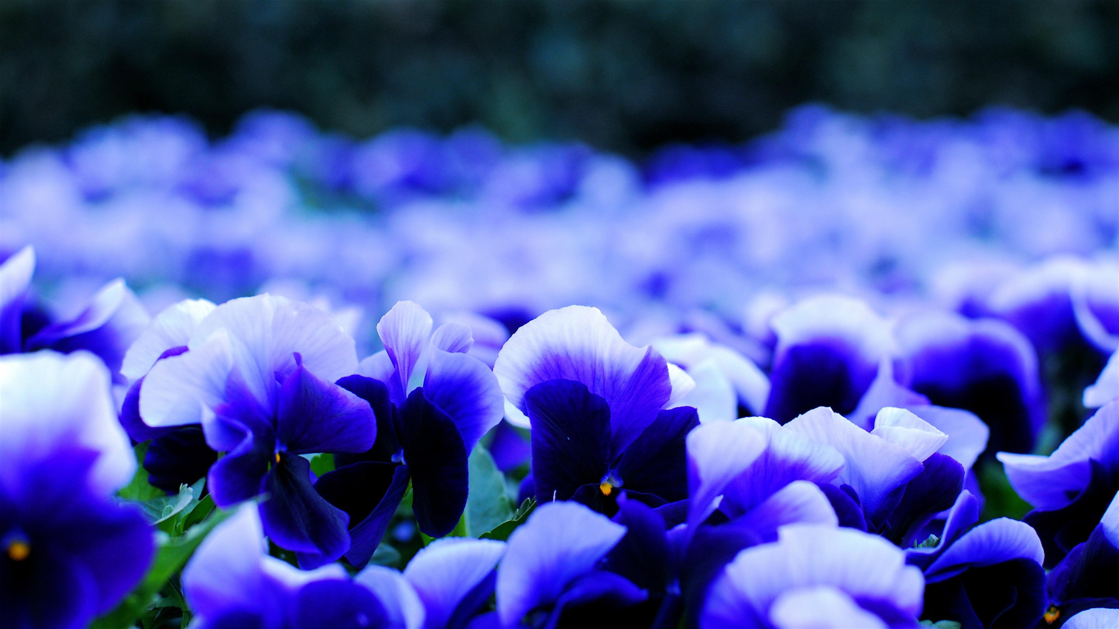 Pansy Flowers Widescreen Wallpaper 50007 3840x2160px