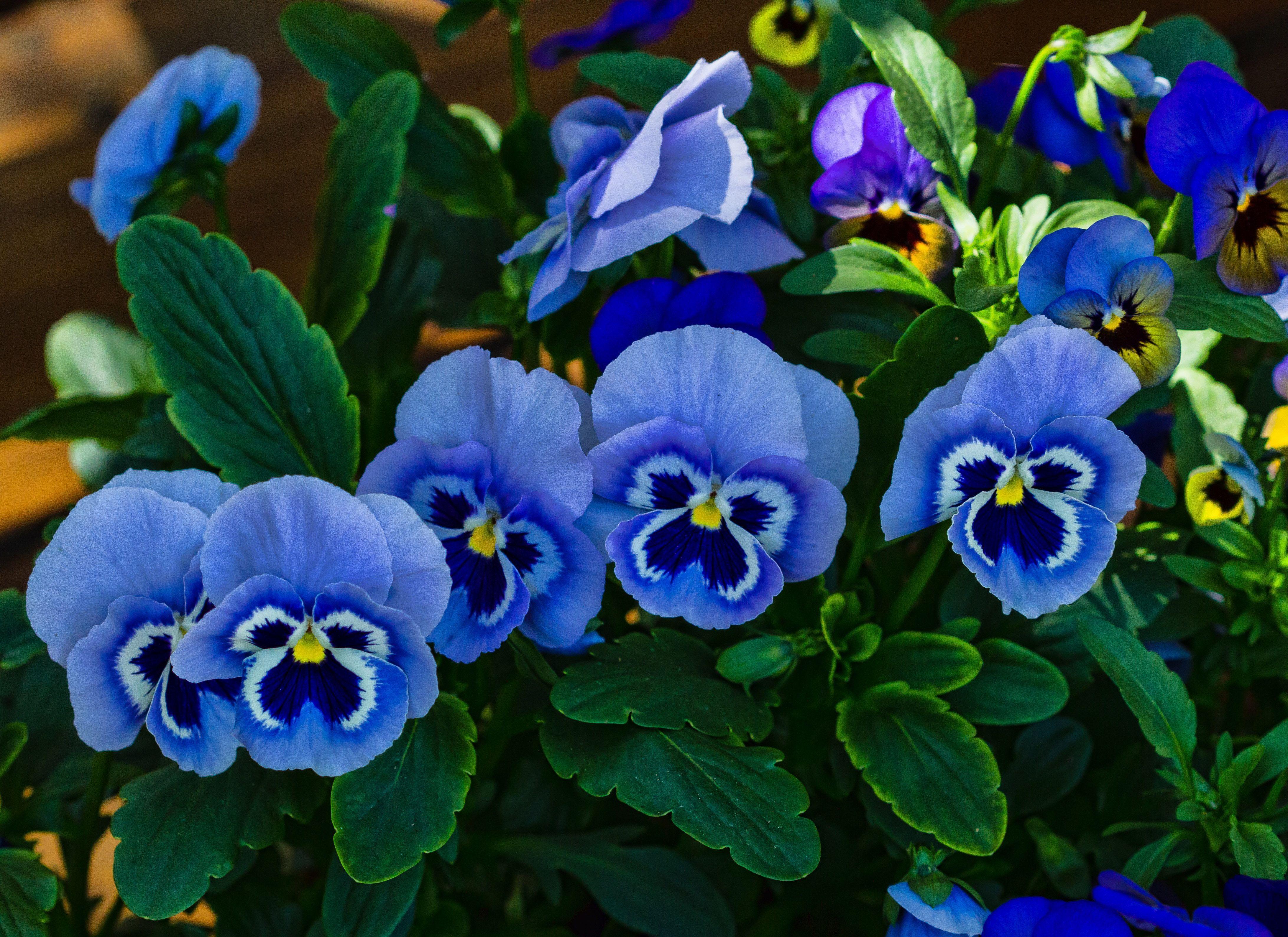Blue pansies bloom on a glade wallpaper and image