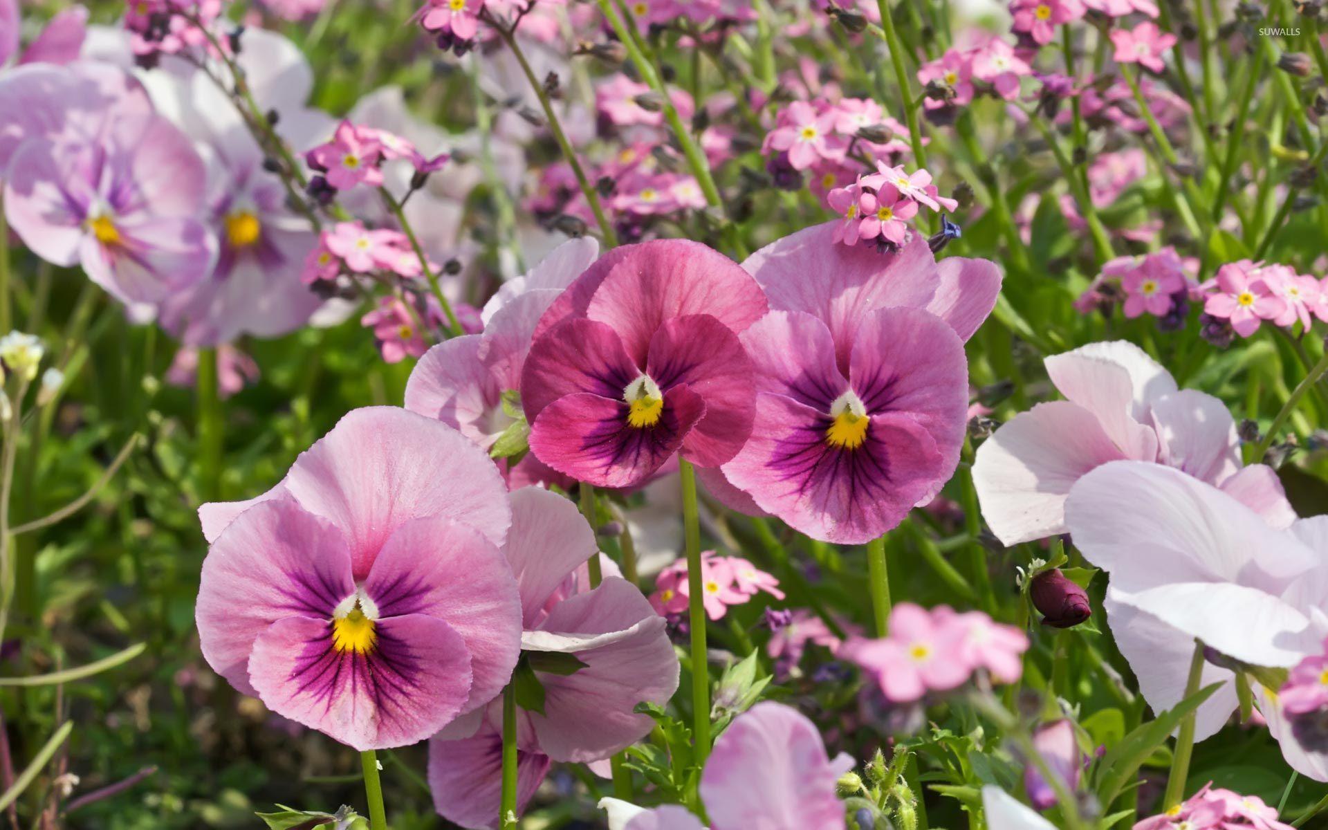 Pansies [4] wallpaper wallpaper
