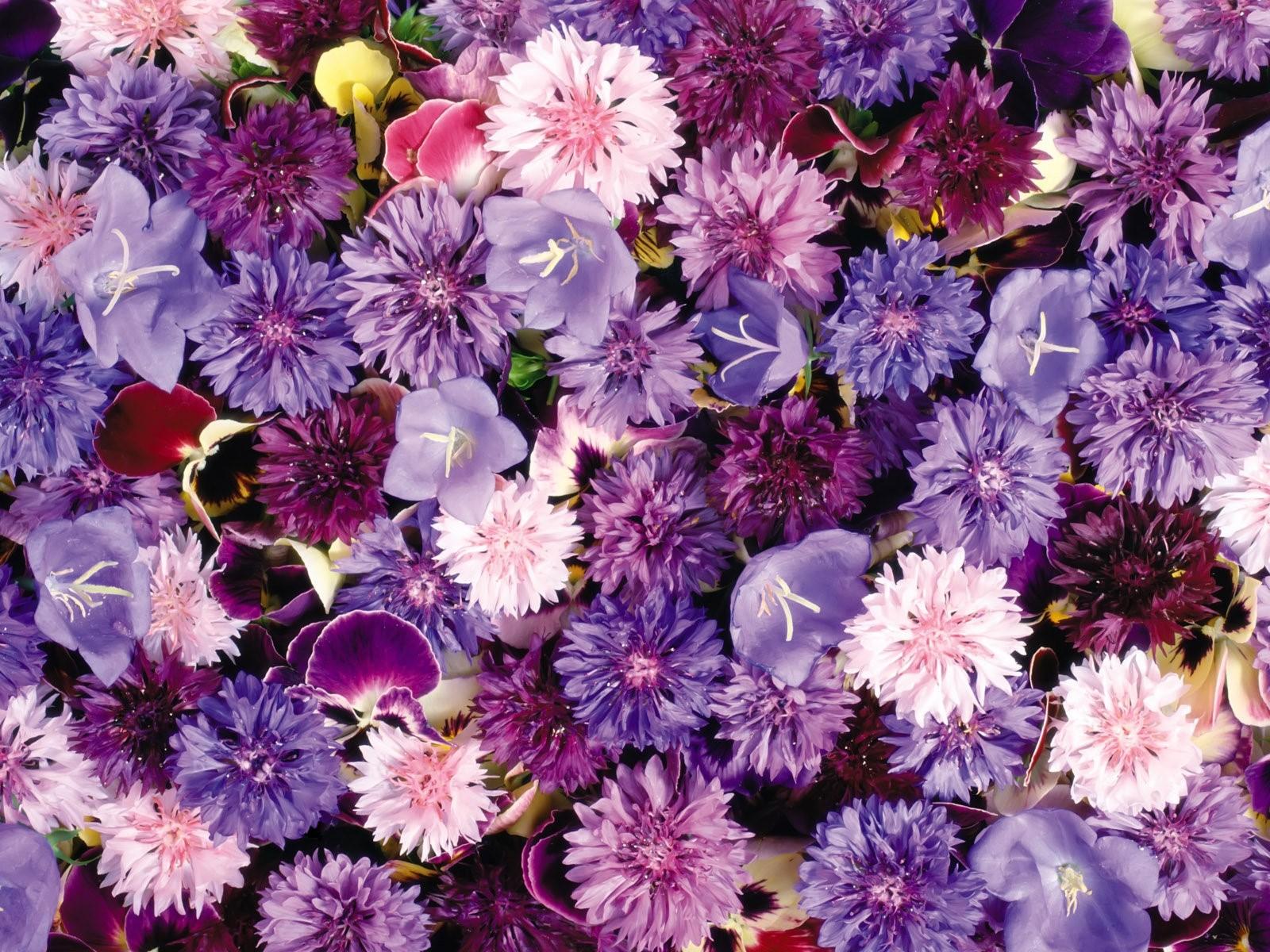 1600x1200 Cornflowers, Pansy, Flowers, Purple, Assorted