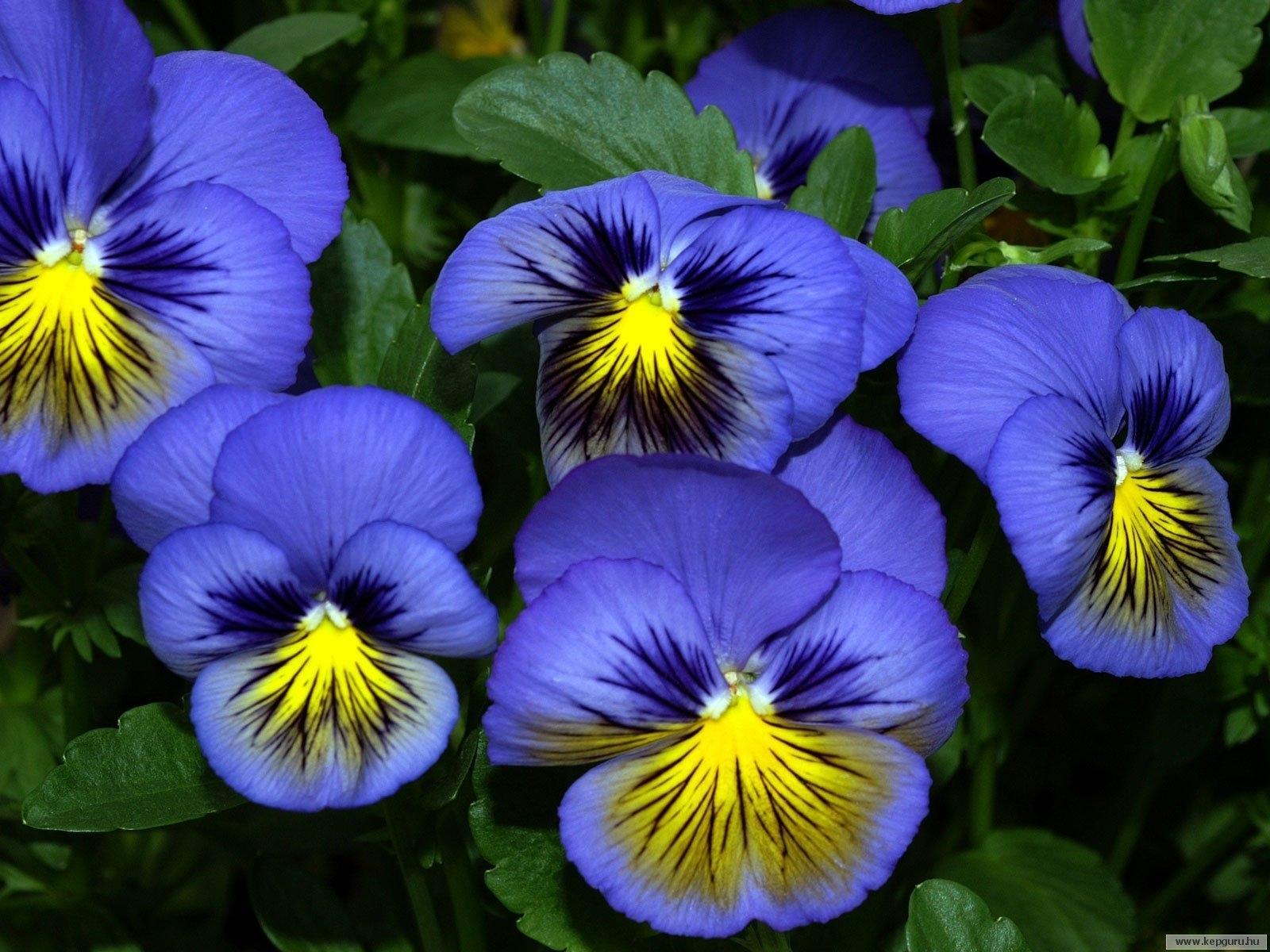Pansy Flowers Wallpapers - Wallpaper Cave