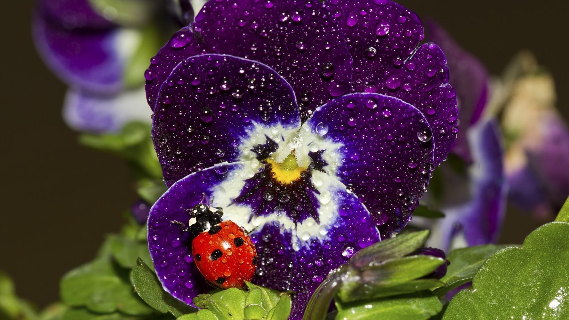 1920x1080 nature ladybugs insect macro flowers water drops