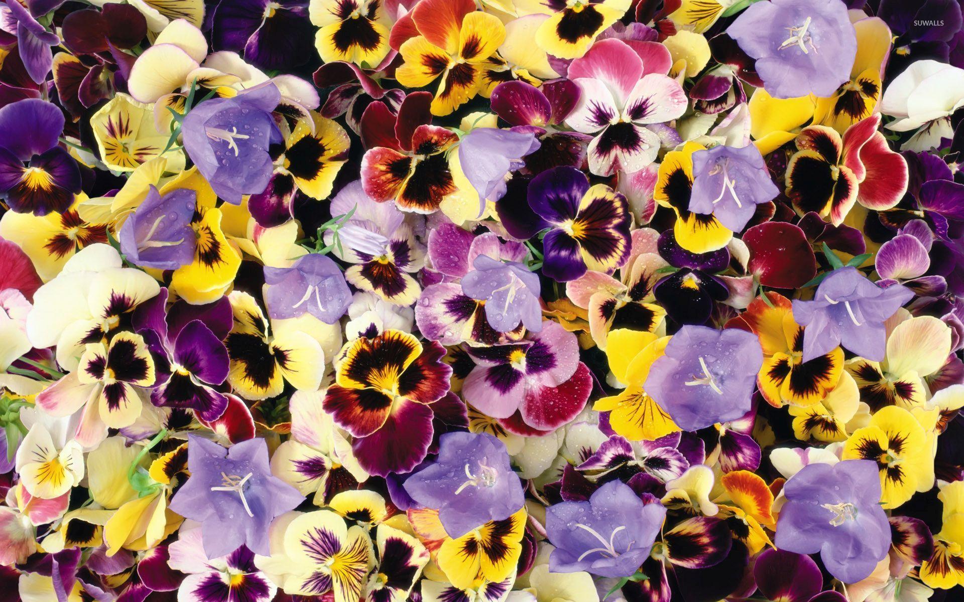 Colorful and wet pansies wallpaper wallpaper