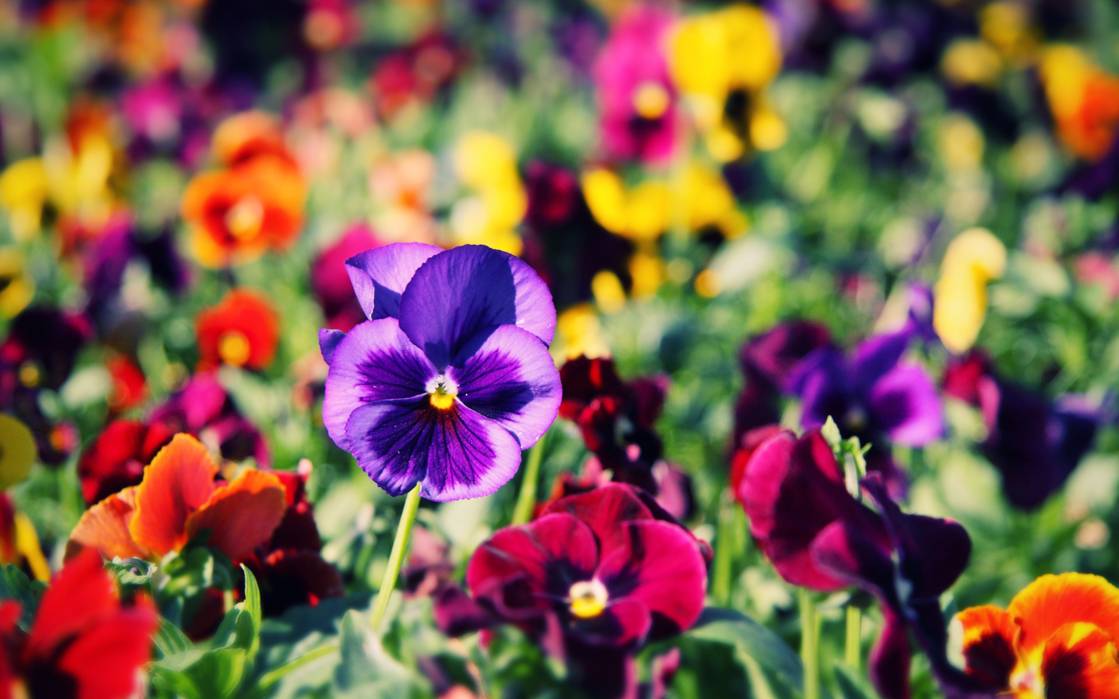 Pansy Flowers Wallpaper.spb.ru