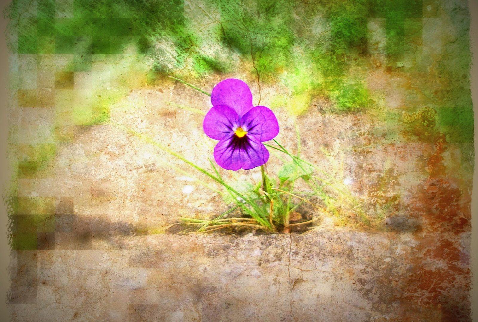 Flower: Lonely Pansy Flowers Pansies Purple Nature Flower Wallpaper