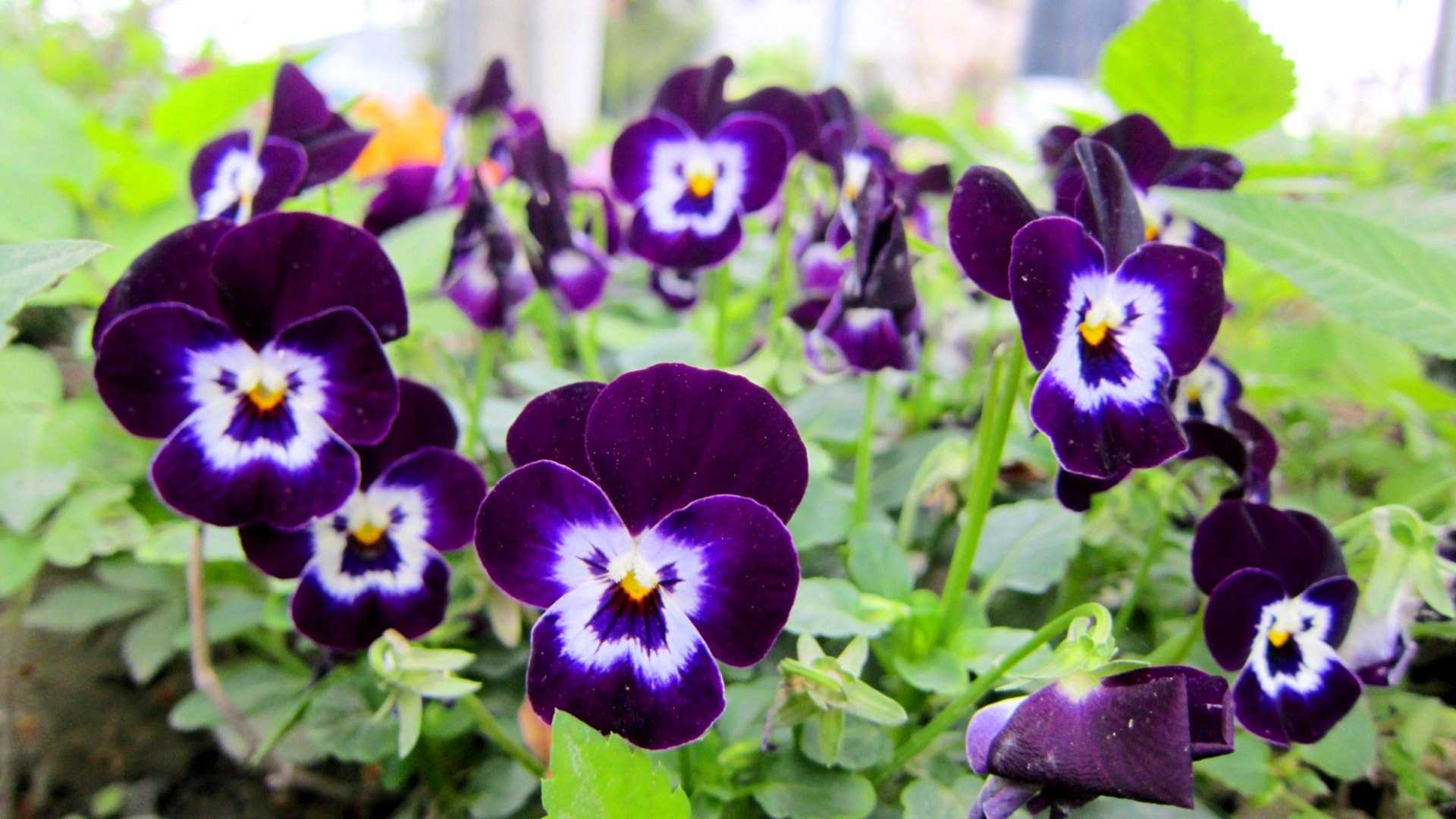 MZN 12: Picture Of Pansy Flowers HD, 47 Fine Wallpaper