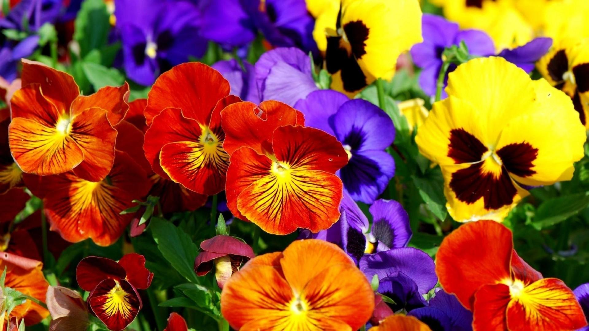 Flower: Red Bright Pansies Flowers Colorful Yellow Purple Blue HD