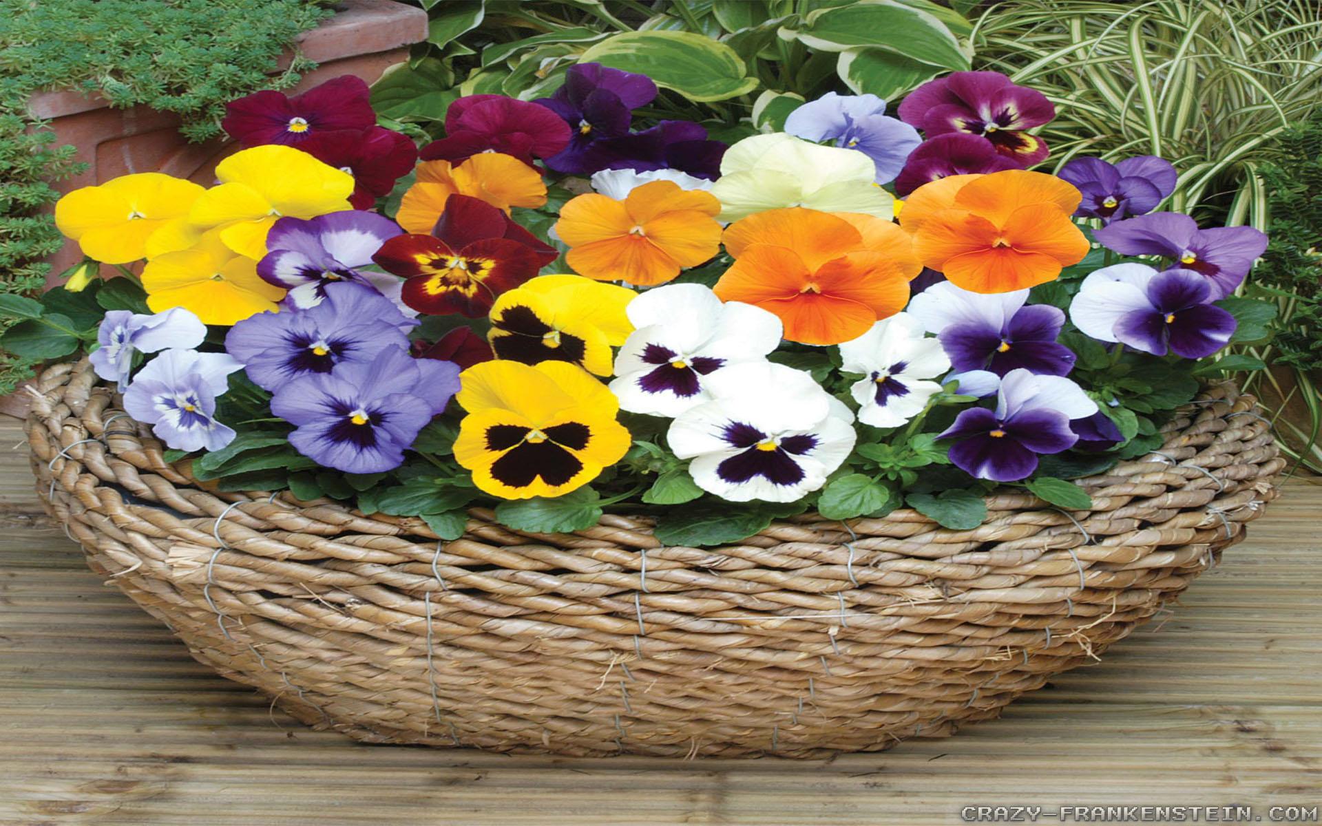 Pansy Flowers Wallpapers - Wallpaper Cave