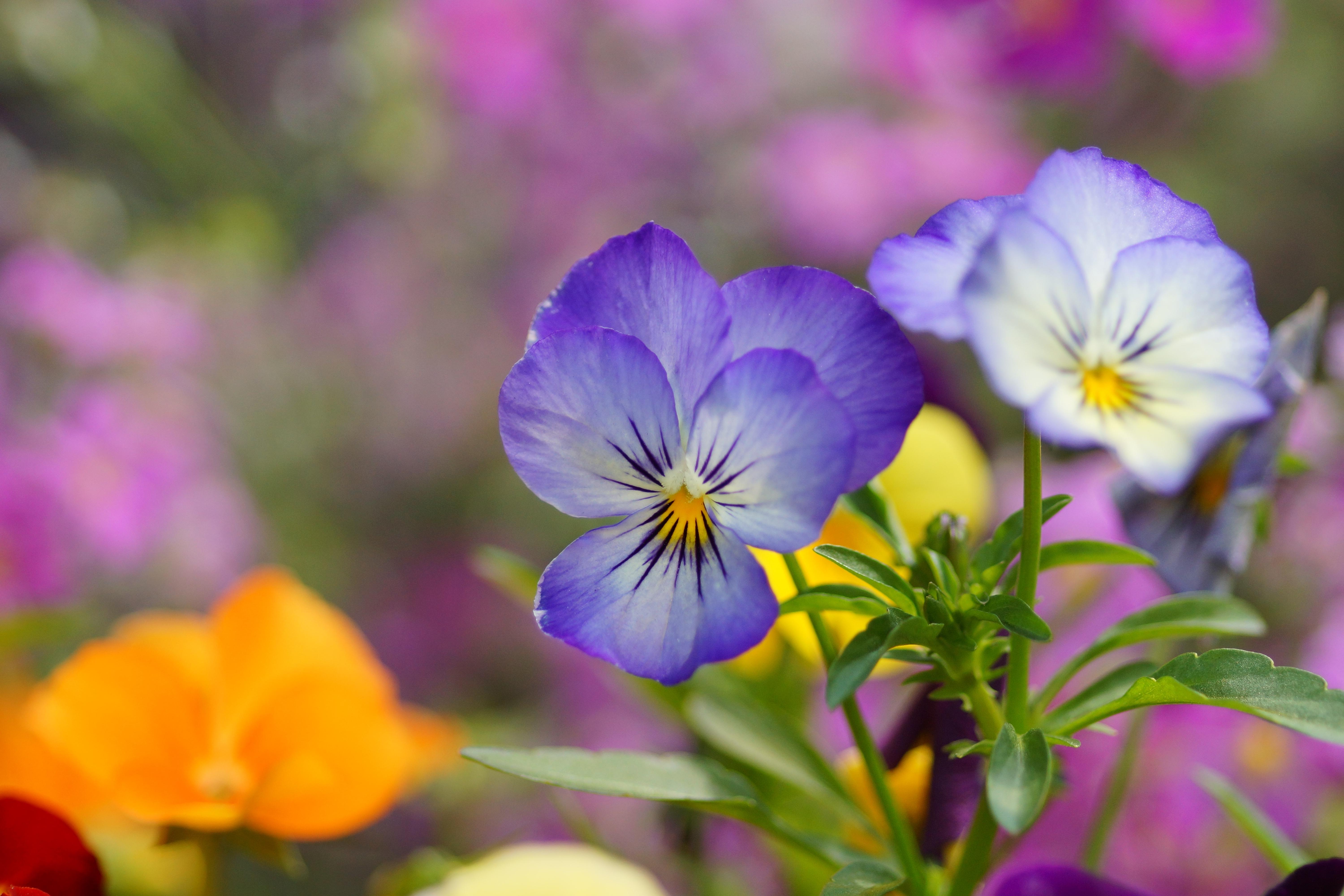 Pansy Flowers Wallpapers - Wallpaper Cave