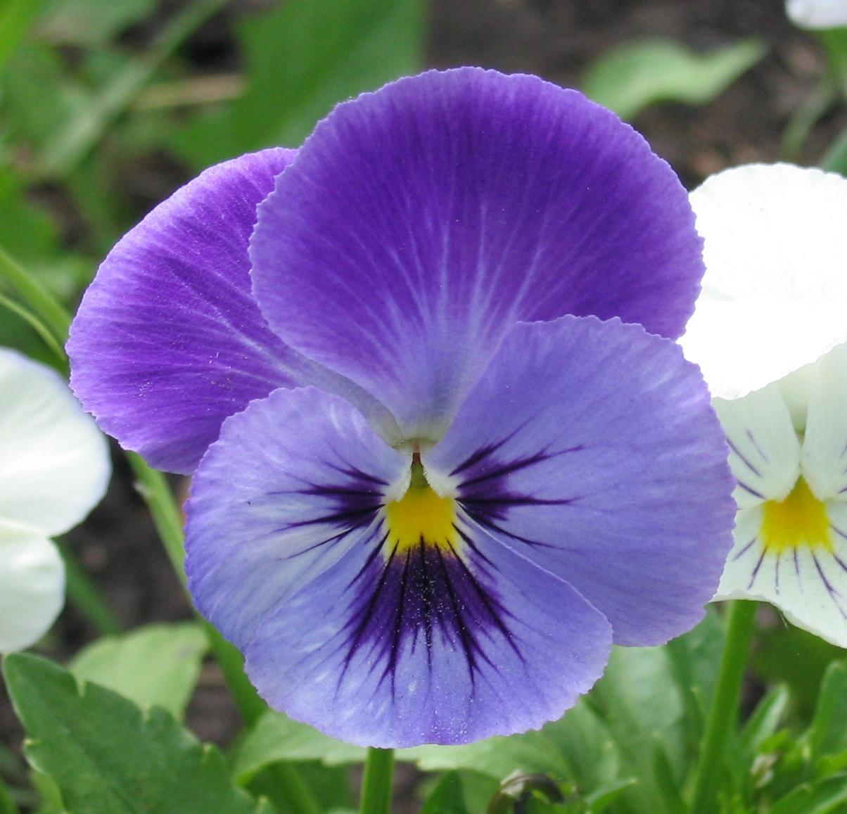 Pansy Flowers Wallpaper, May 2018