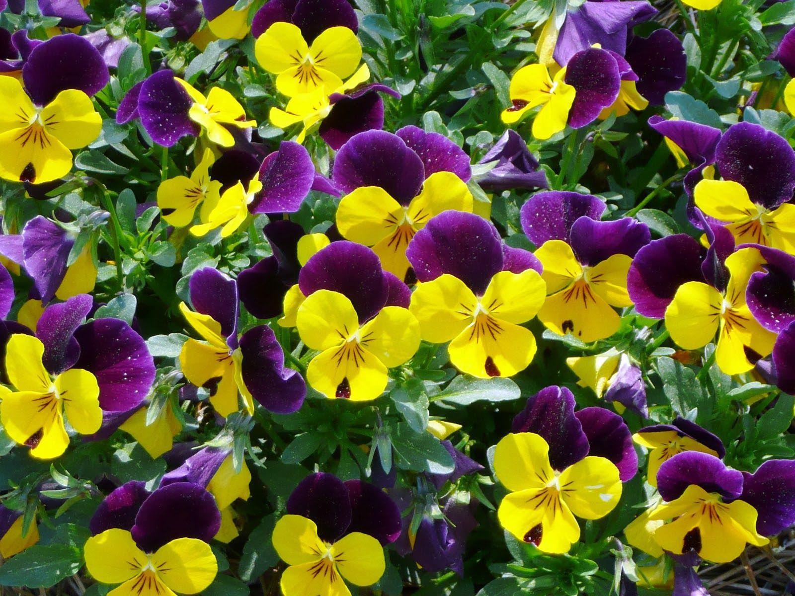 Pansy., Pansy Flowers Wallpaper, Pansy Flowers DesktopWallpaper