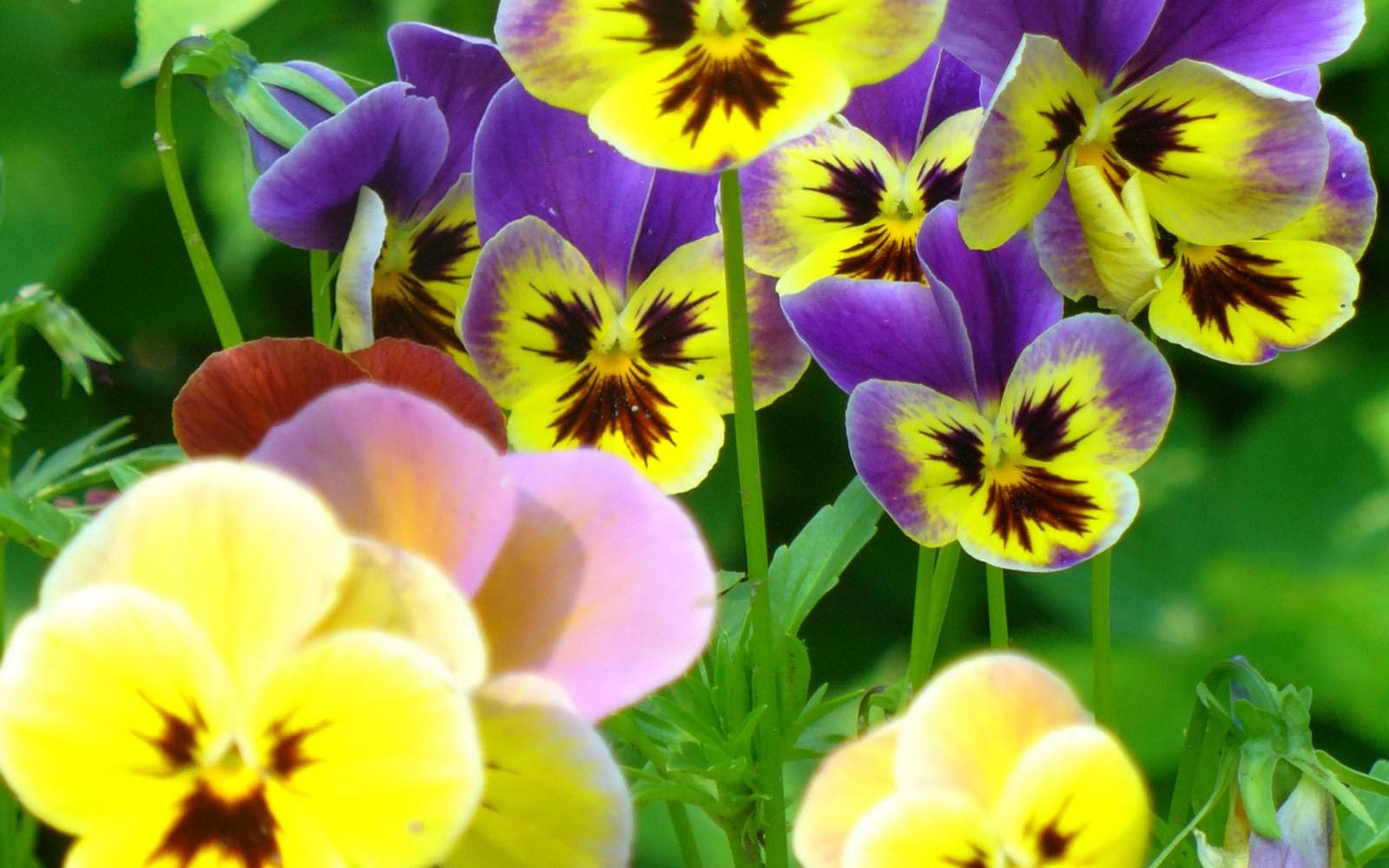 Pansy Flowers Wallpaper Picture Collection