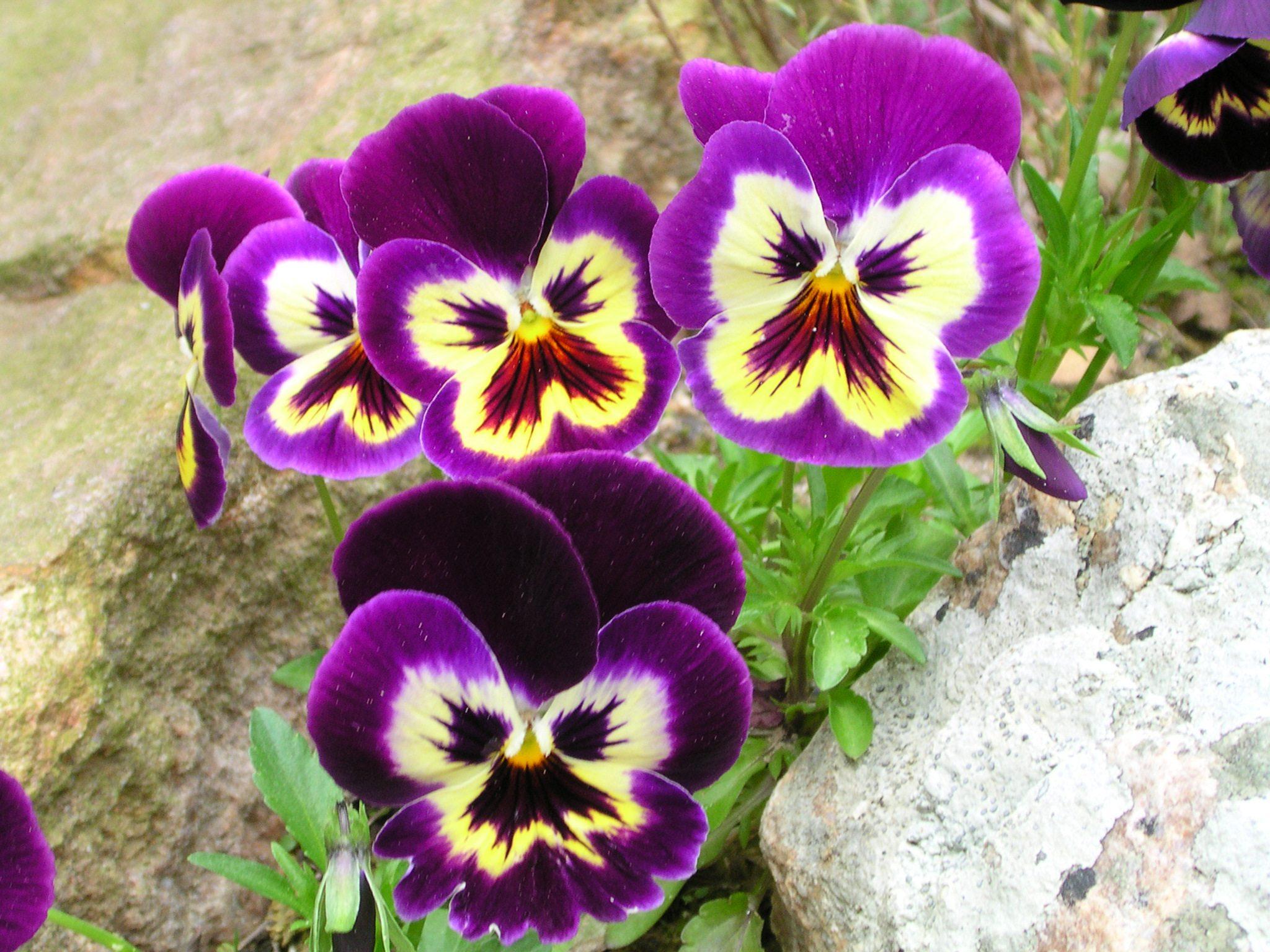 Pansy Flowers 8 Background Wallpaper