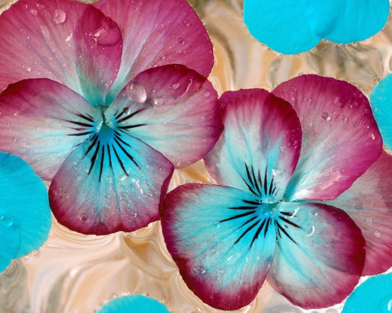 Wallpaper Pansies Flowers