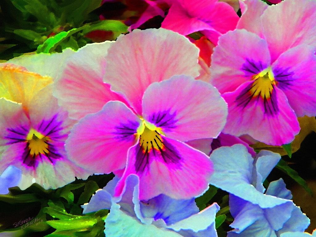 Pansies Tag wallpaper: Pansy Perfection Design Pansies Green Leaves