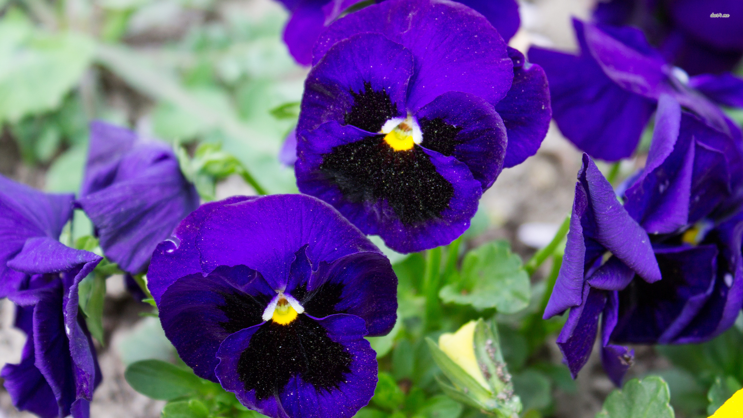 Purple pansies wallpaper wallpaper