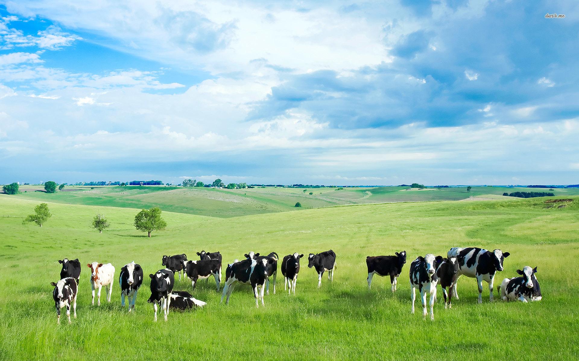 Cows on the field on a summer day wallpaper wallpaper