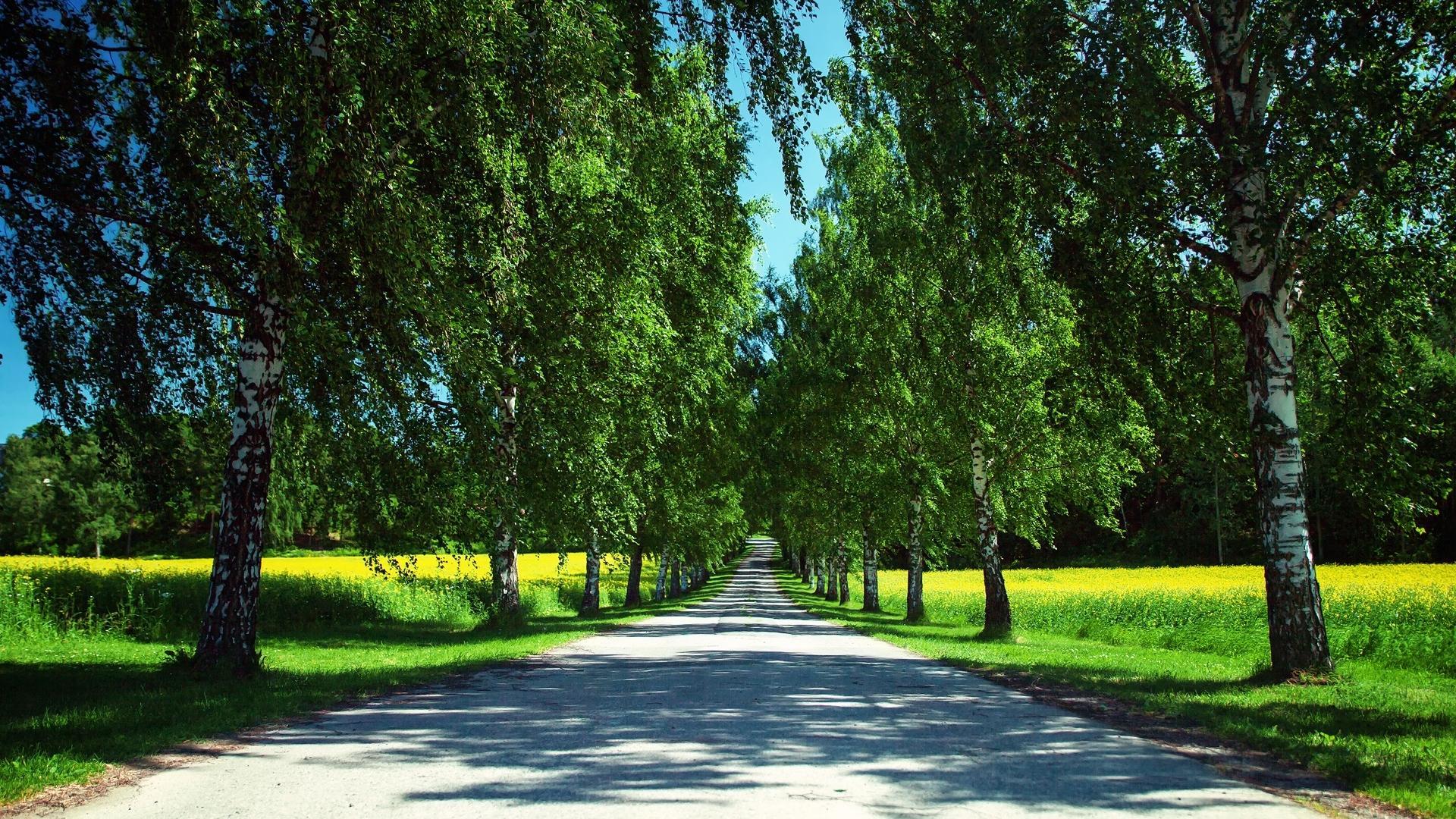 Beautiful birches and road at summer day wallpaper download
