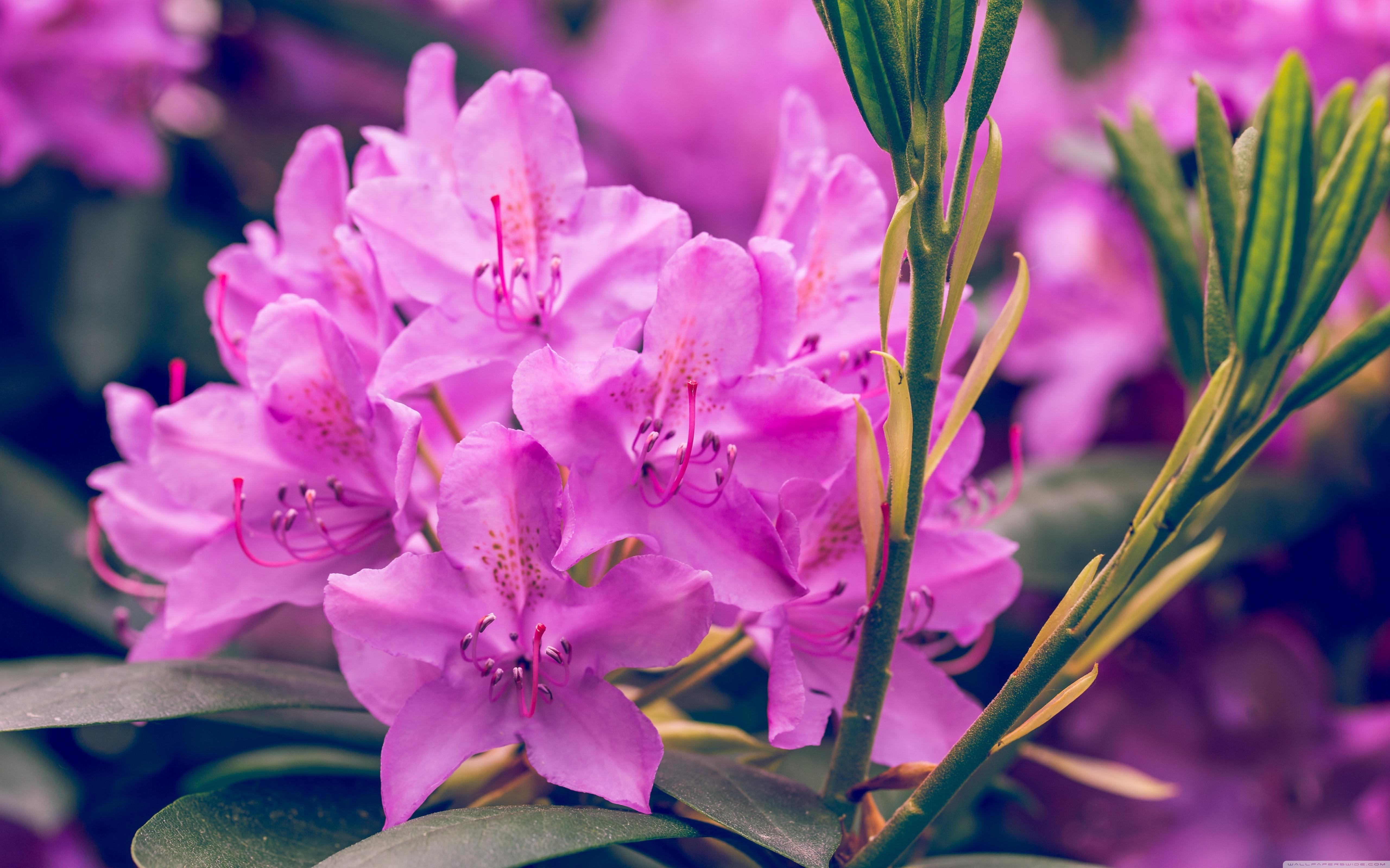 Rhododendron Flowers Wallpapers - Wallpaper Cave