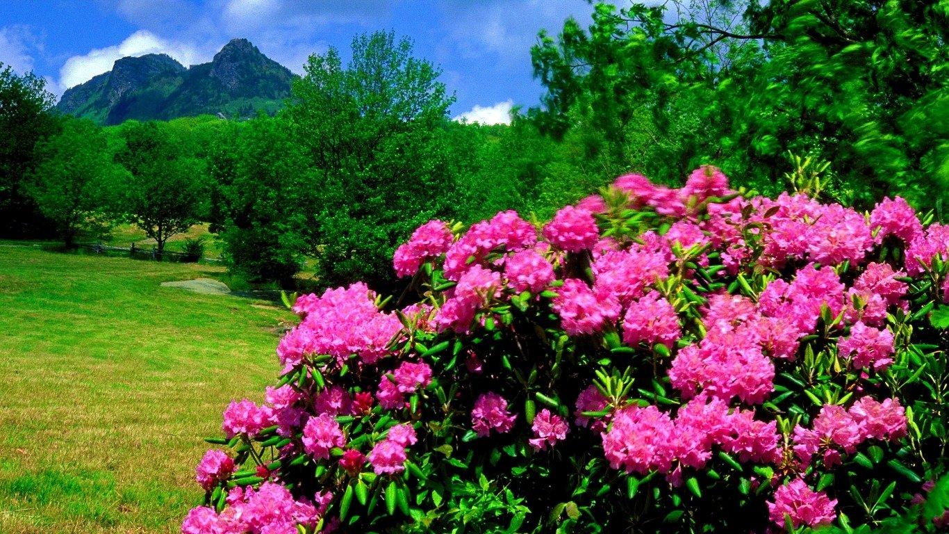 Rhododendron Flowers Wallpapers - Wallpaper Cave